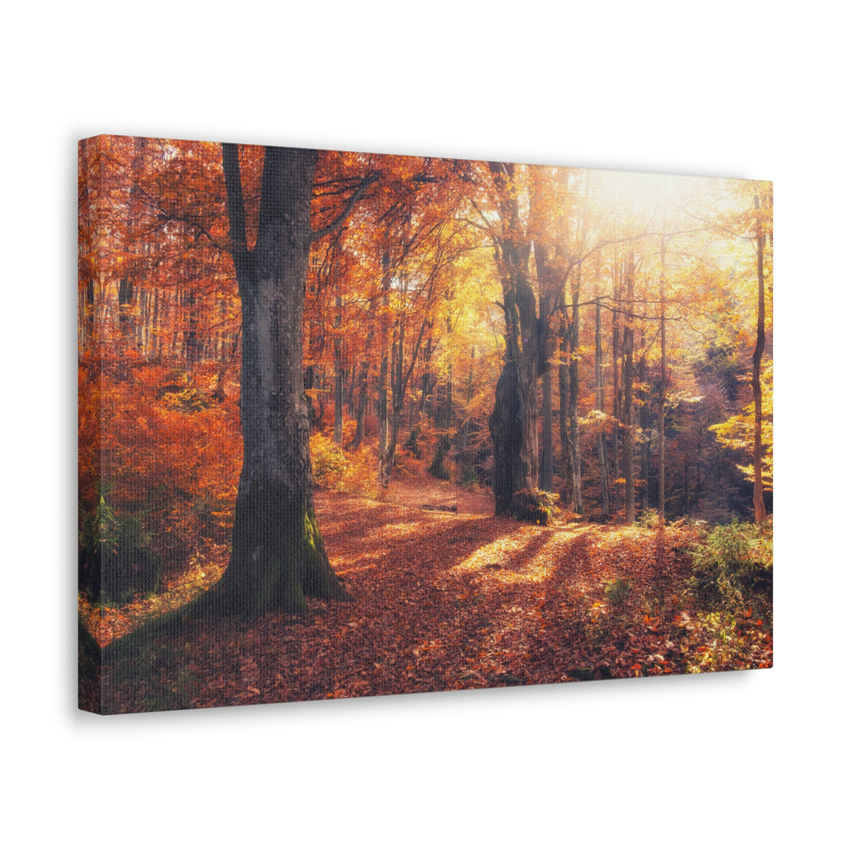 Orange Tree Sunlight Autumn Forest Nature Wilderness Photography Canvas Wall Art for Home Decor Ready-to-Hang-Express Your Love Gifts