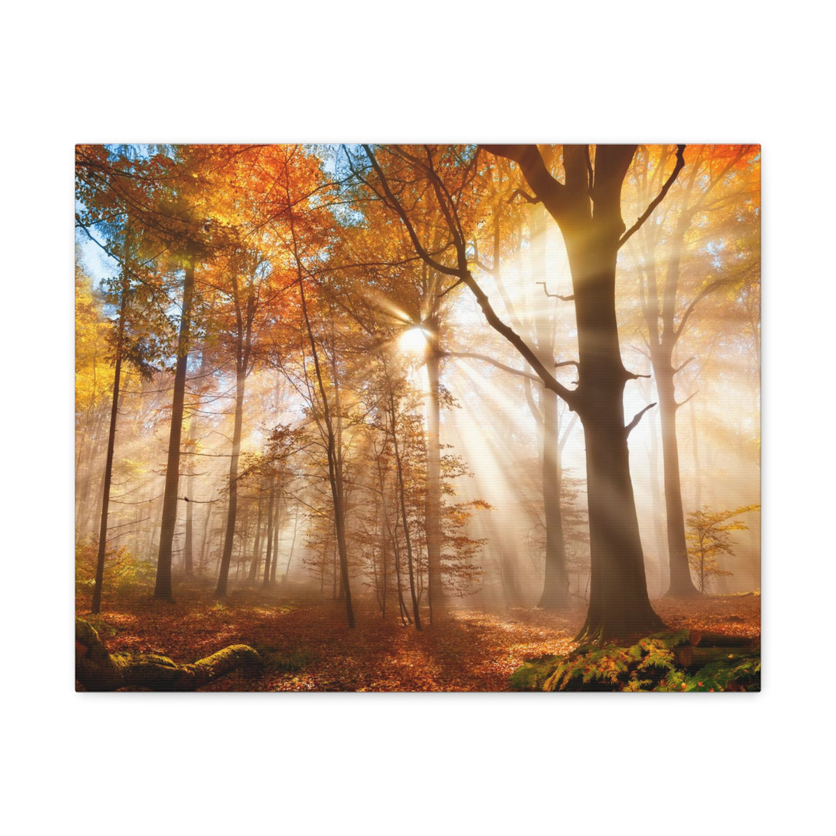 Sunlight Shine Autumn Forest Nature Wilderness Photography Canvas Wall Art for Home Decor Ready-to-Hang-Express Your Love Gifts