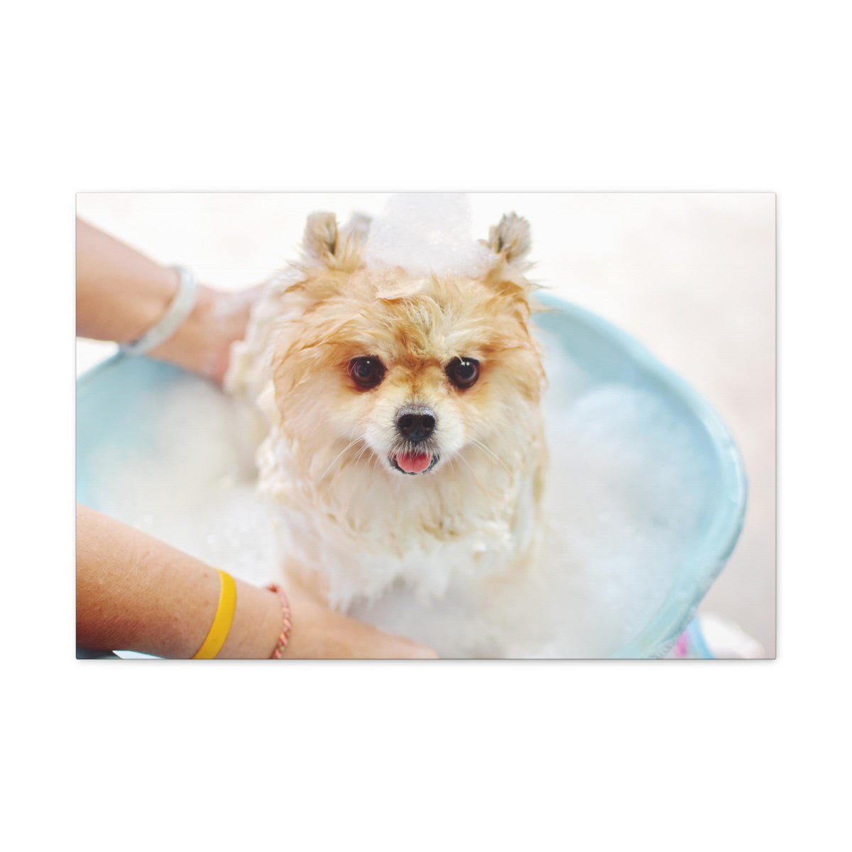 Cute Pomeranian Bath Canvas Wall Art for Home Decor Ready-to-Hang-Express Your Love Gifts