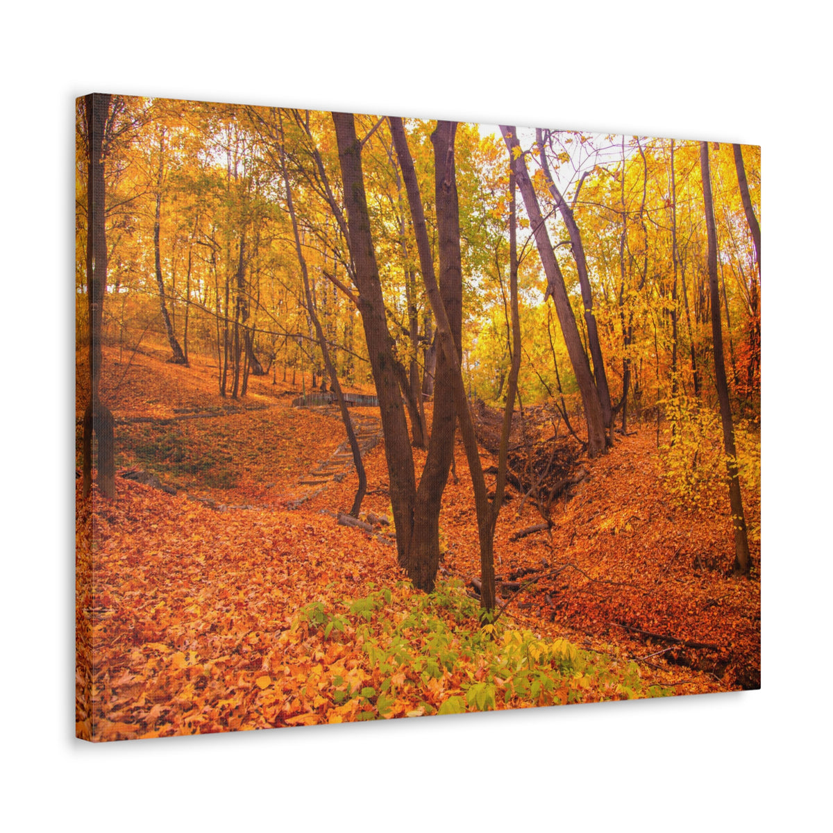 Fall Orange Tree Forest Nature Wilderness Photography Canvas Wall Art for Home Decor Ready-to-Hang-Express Your Love Gifts