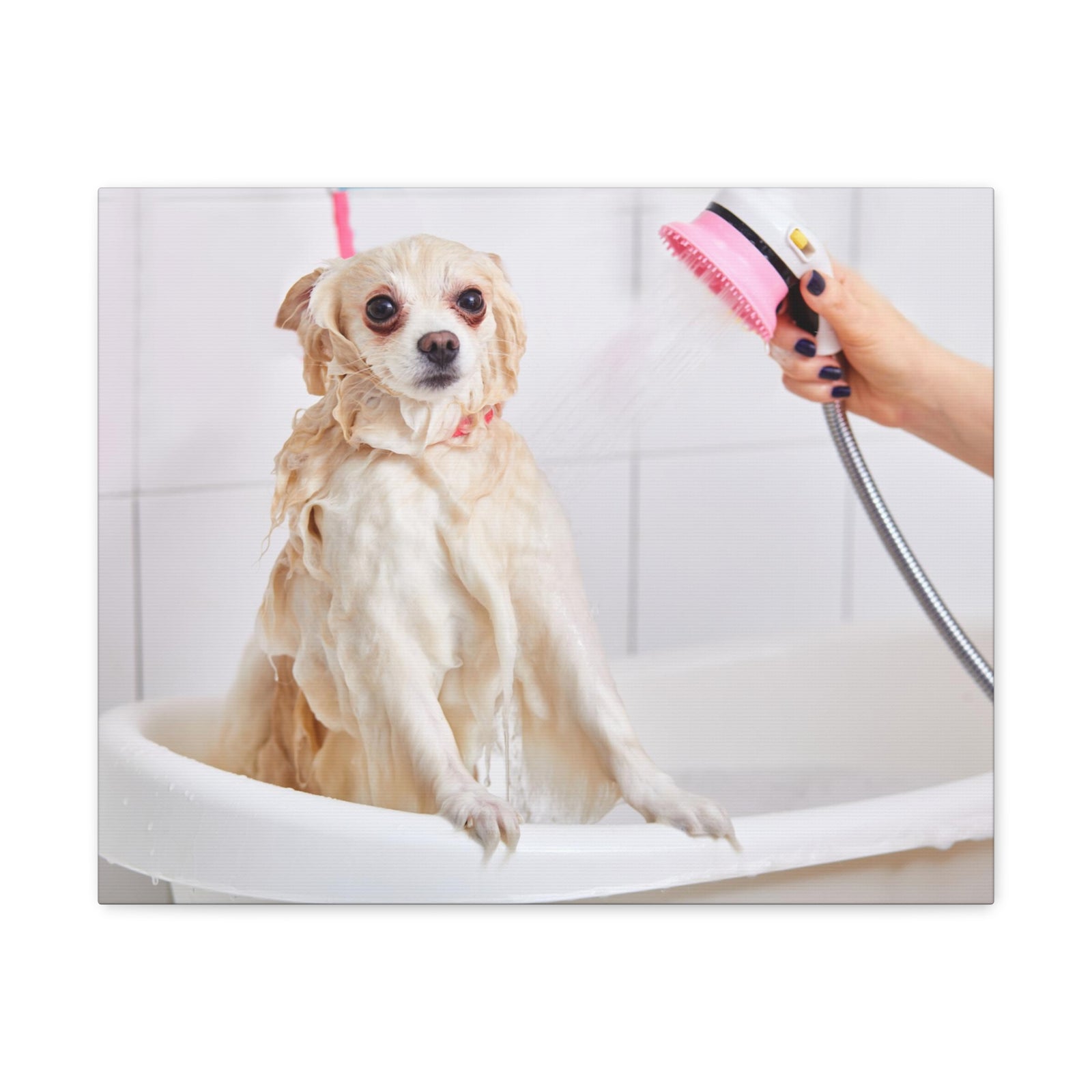 Cute Maltese Bath Canvas Wall Art for Home Decor Ready-to-Hang-Express Your Love Gifts