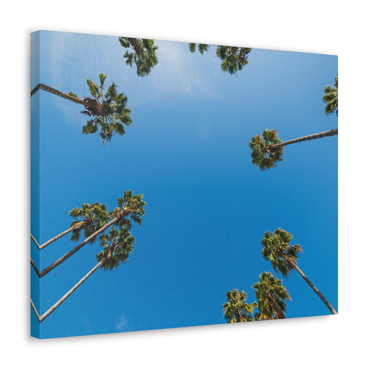 Palm Trees Los Angeles Modern Multicolor Scenic Nature Photography Canvas Home Office Decor Ready to Hang-Express Your Love Gifts