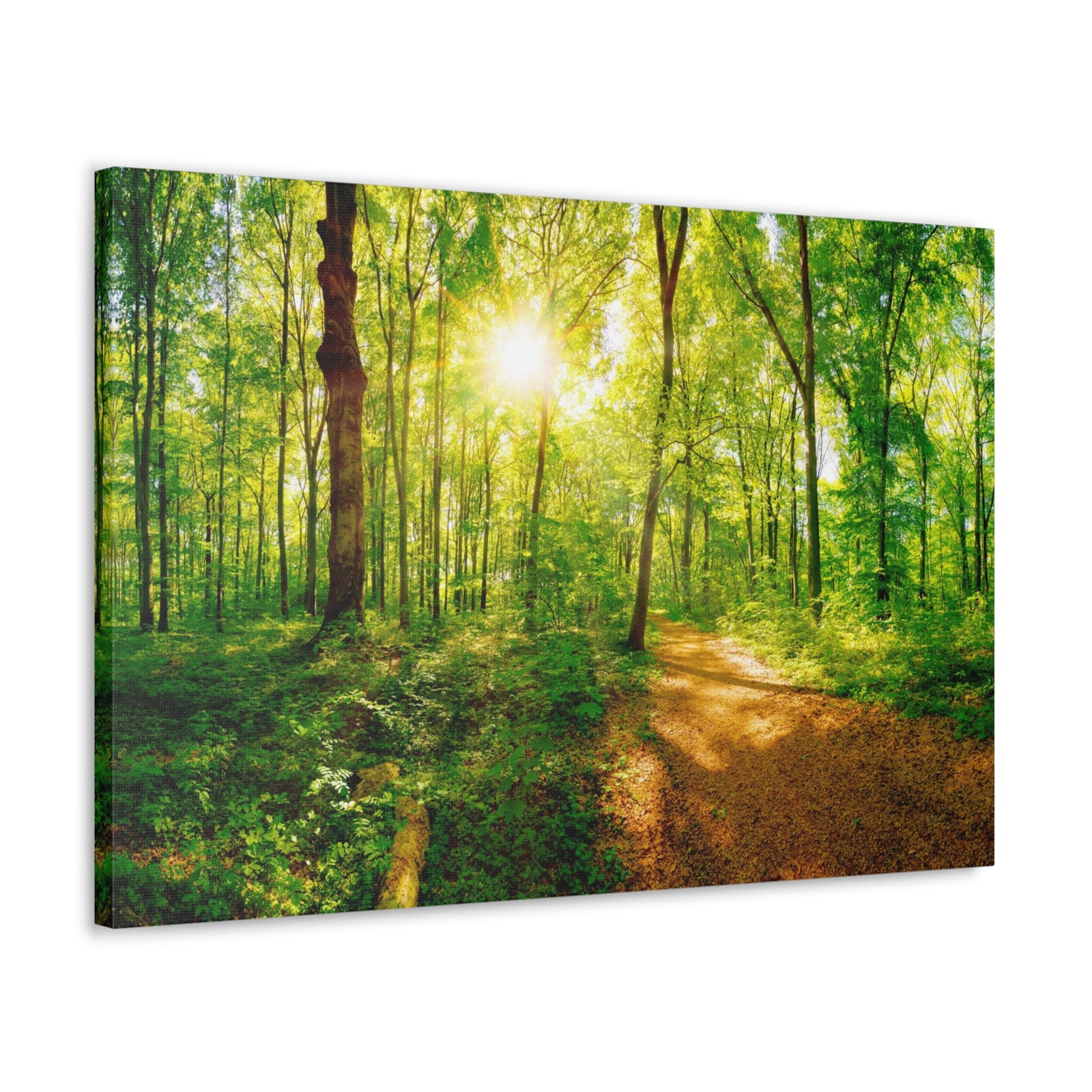 Green Forest Sunlight Nature Wilderness Photography Canvas Wall Art for Home Decor Ready-to-Hang-Express Your Love Gifts