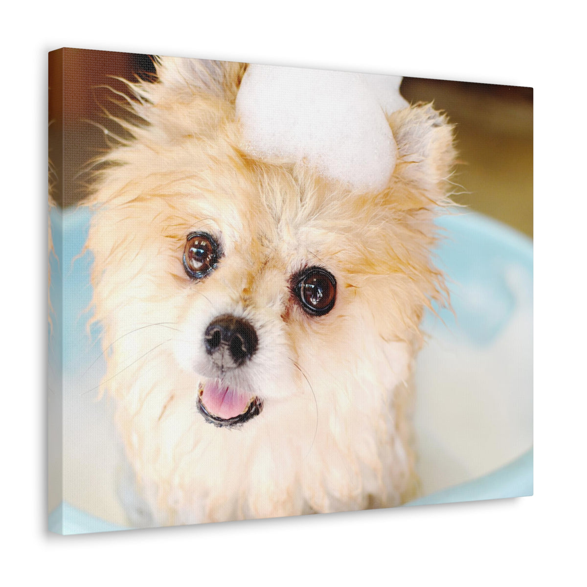 Cute Pomeranian Bathee Canvas Wall Art for Home Decor Ready-to-Hang-Express Your Love Gifts
