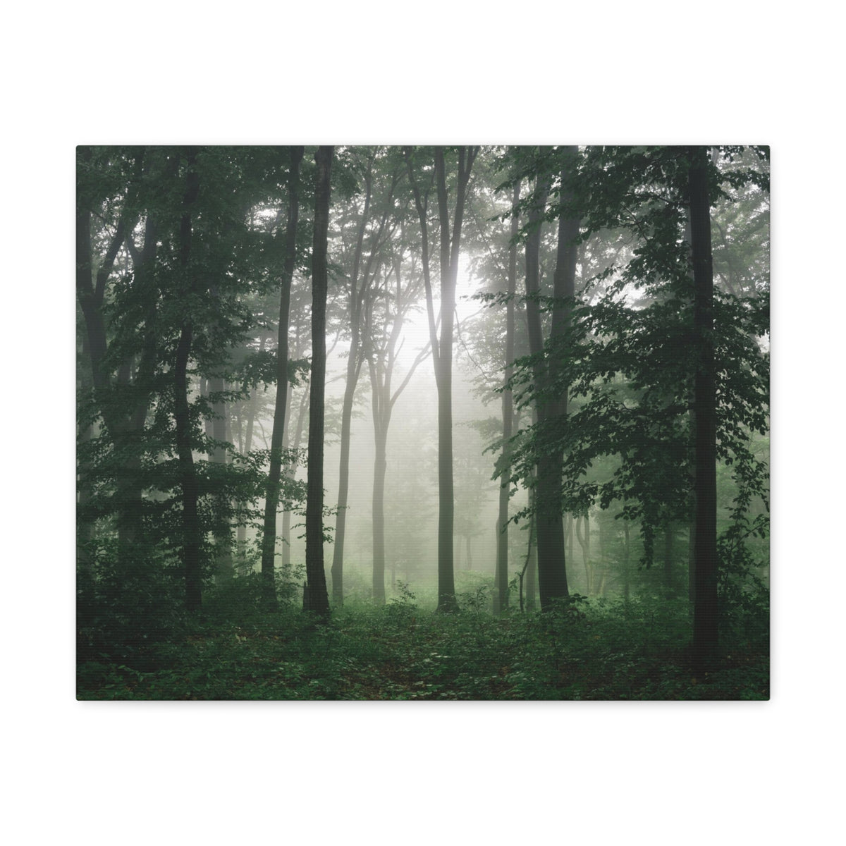 Pine Tree Misty Forest Nature Wilderness Photography Canvas Wall Art for Home Decor Ready-to-Hang-Express Your Love Gifts