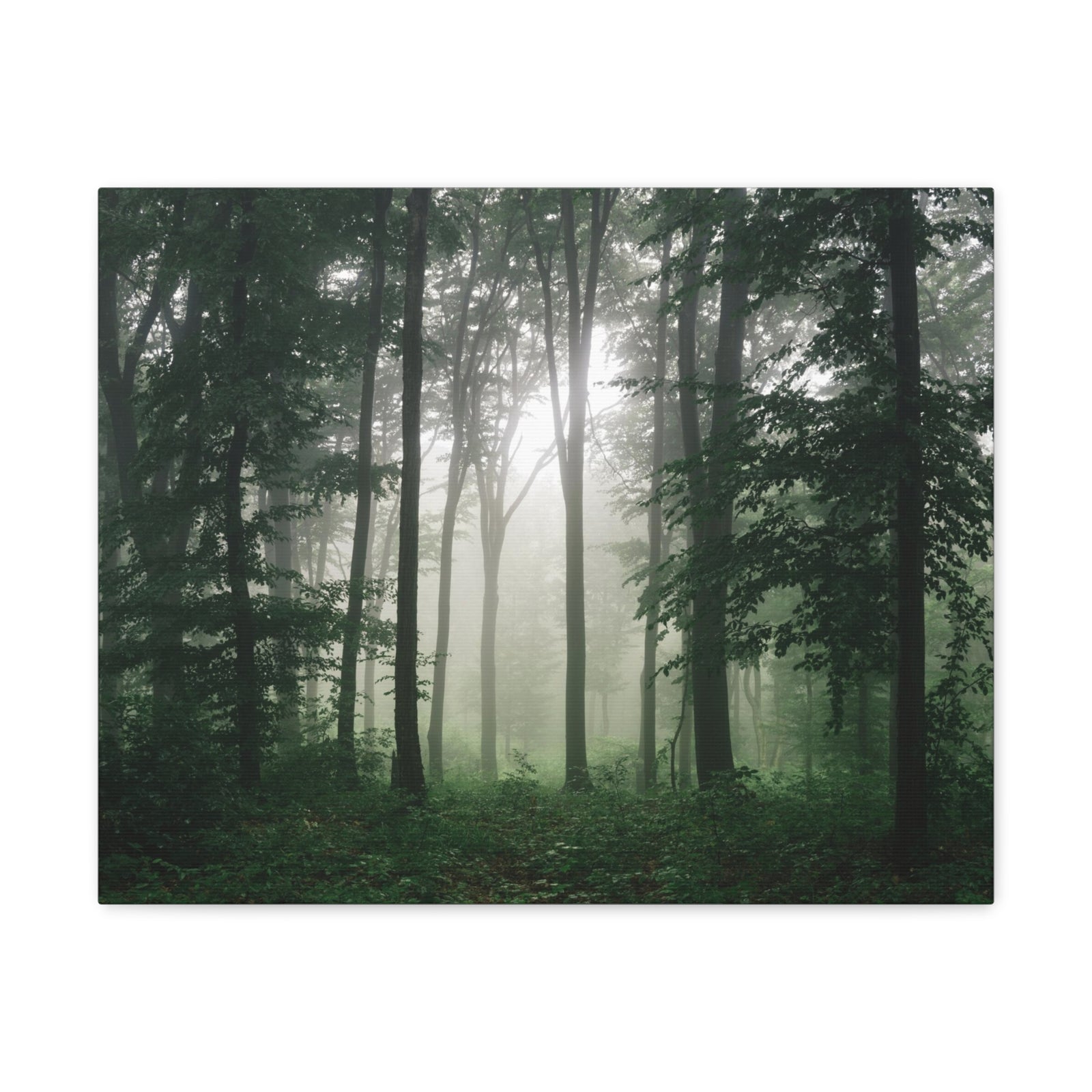 Pine Tree Misty Forest Nature Wilderness Photography Canvas Wall Art for Home Decor Ready-to-Hang-Express Your Love Gifts
