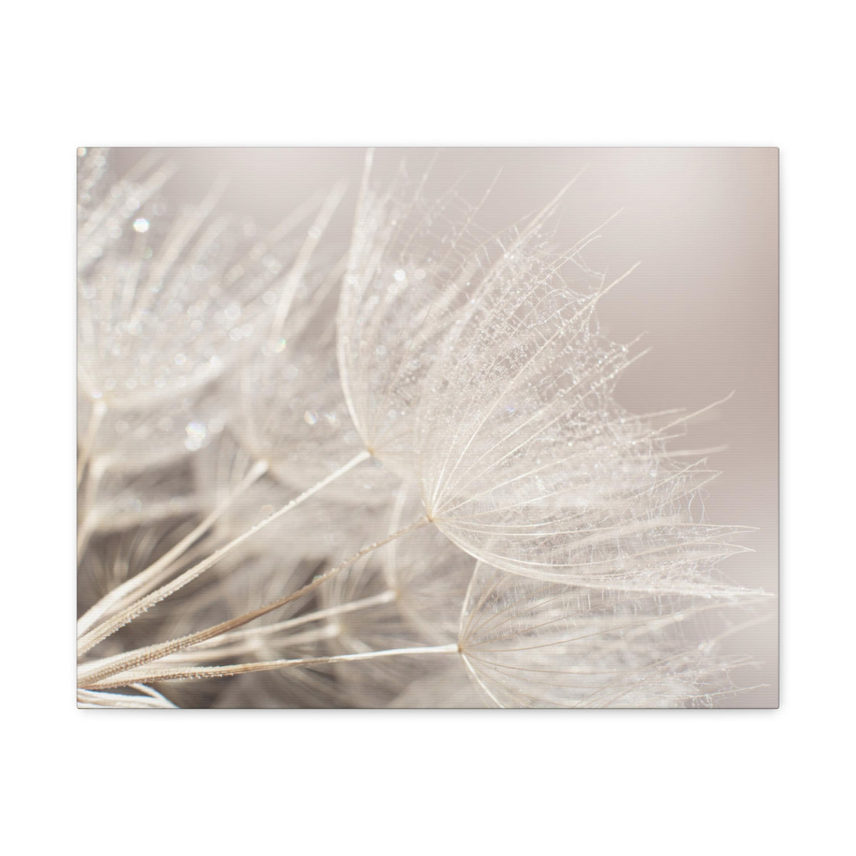 Soft Focus Dandelion At Sunset Seed Macro Closeup Canvas Wall Art for Home Decor Ready-to-Hang-Express Your Love Gifts