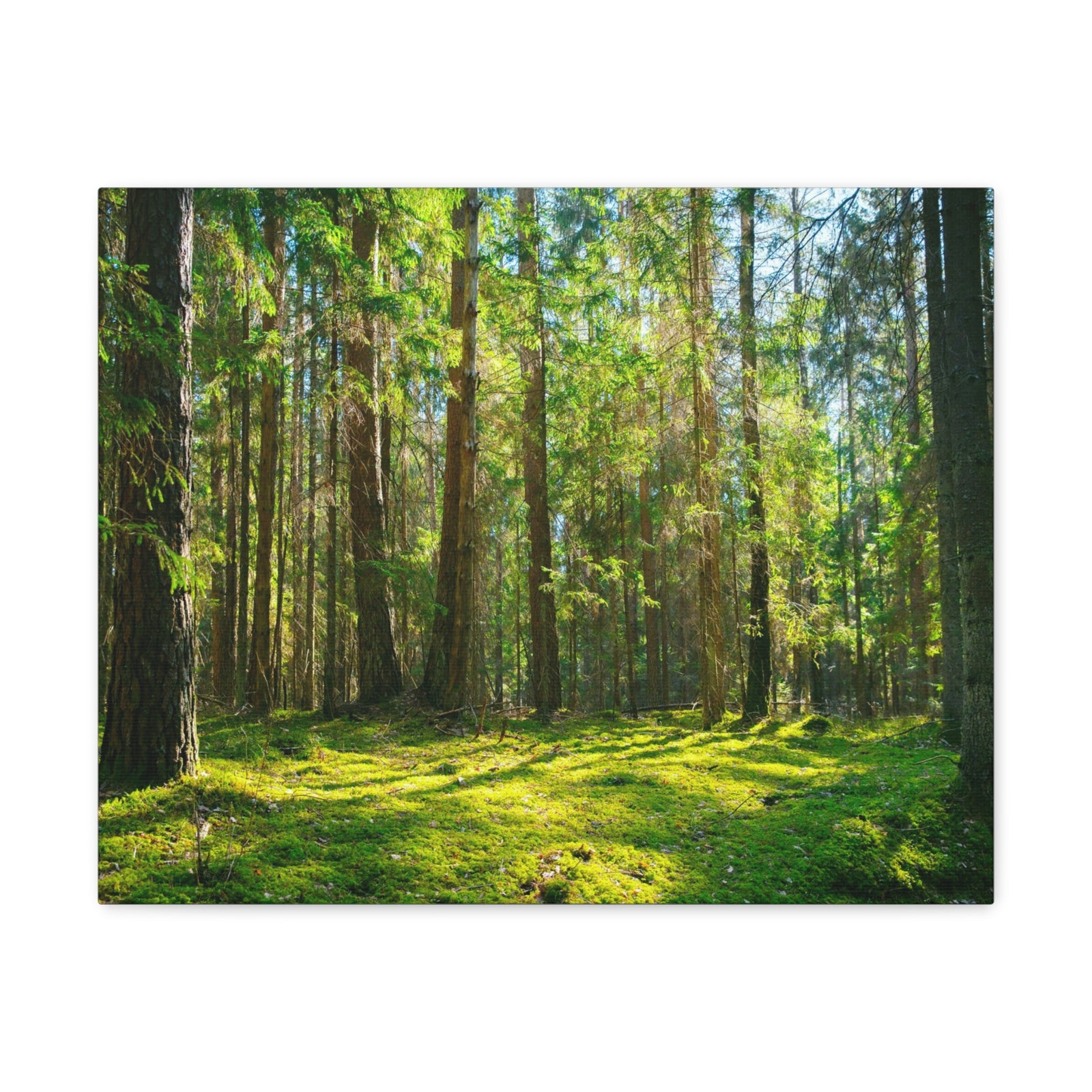 Sunlight Green Forest Tree Nature Wilderness Photography Canvas Wall Art for Home Decor Ready-to-Hang-Express Your Love Gifts