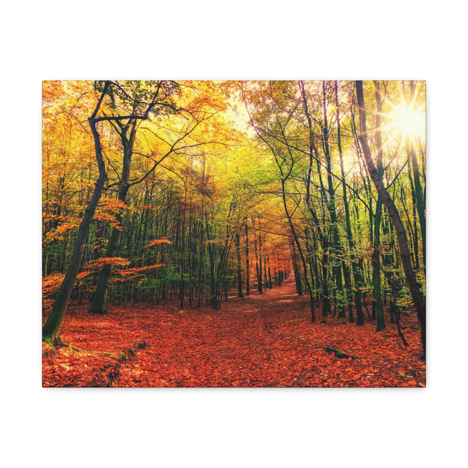 Autumn Forest is Beautiful Forest Floral Nature Photography Canvas Wall Art for Home Decor Ready-to-Hang-Express Your Love Gifts