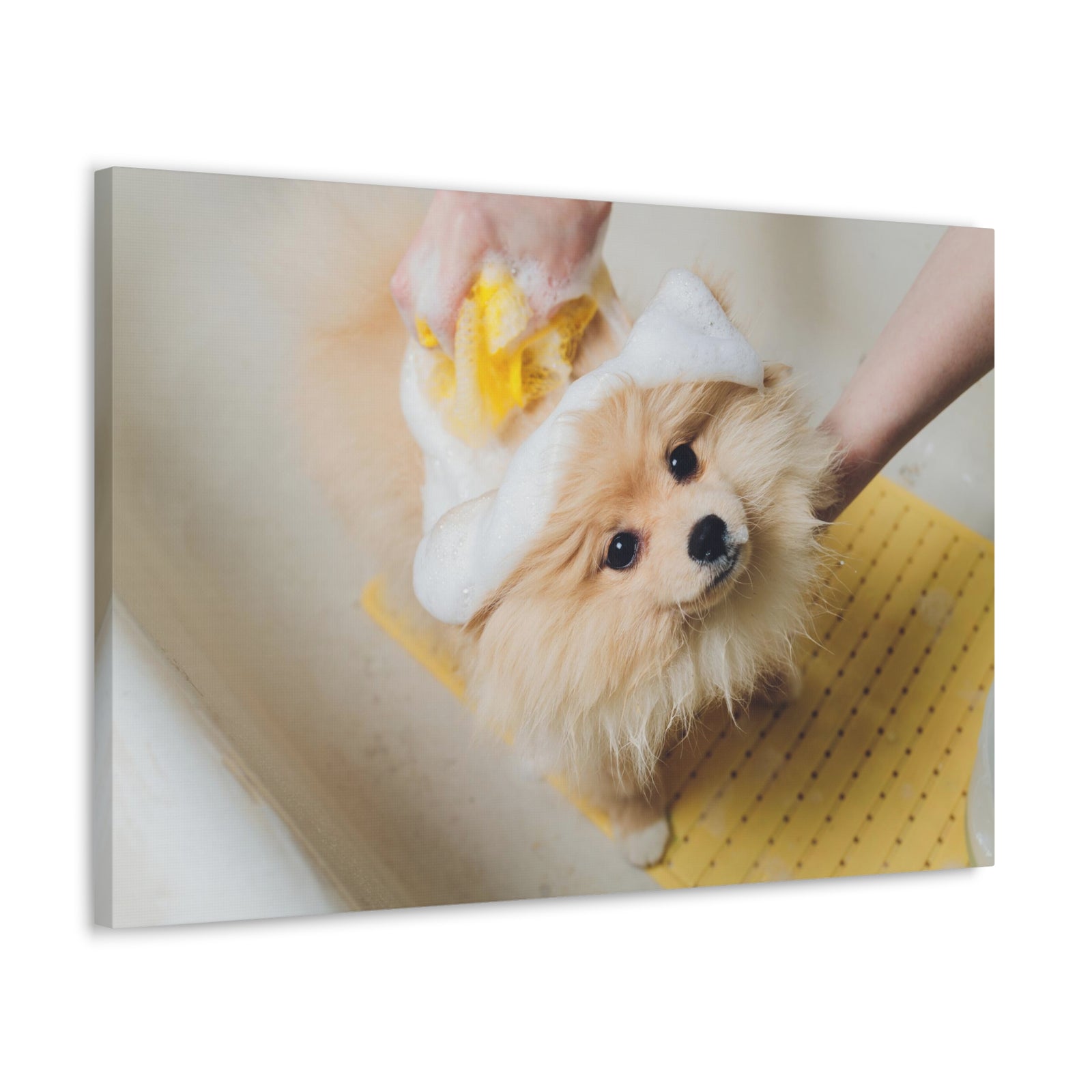 Cute Pomeranian Bathee Canvas Wall Art for Home Decor Ready-to-Hang-Express Your Love Gifts