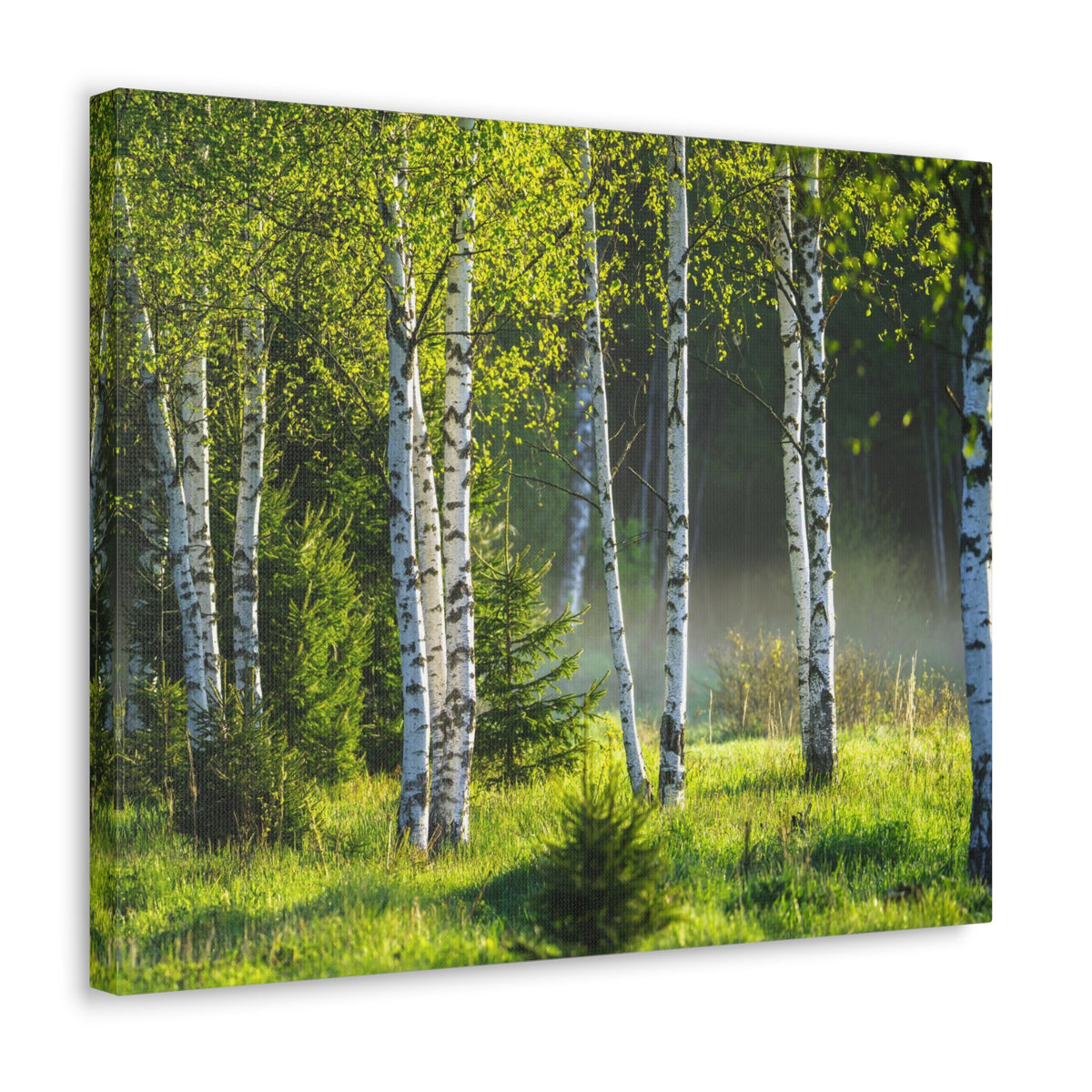 White Birch Trees in Green Forest Nature Wilderness Photography Canvas Wall Art for Home Decor Ready-to-Hang-Express Your Love Gifts