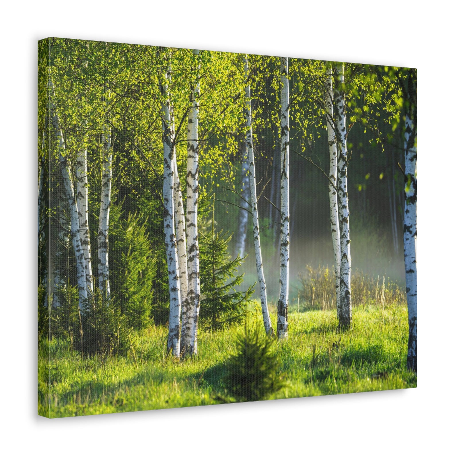 White Birch Trees in Green Forest Nature Wilderness Photography Canvas Wall Art for Home Decor Ready-to-Hang-Express Your Love Gifts