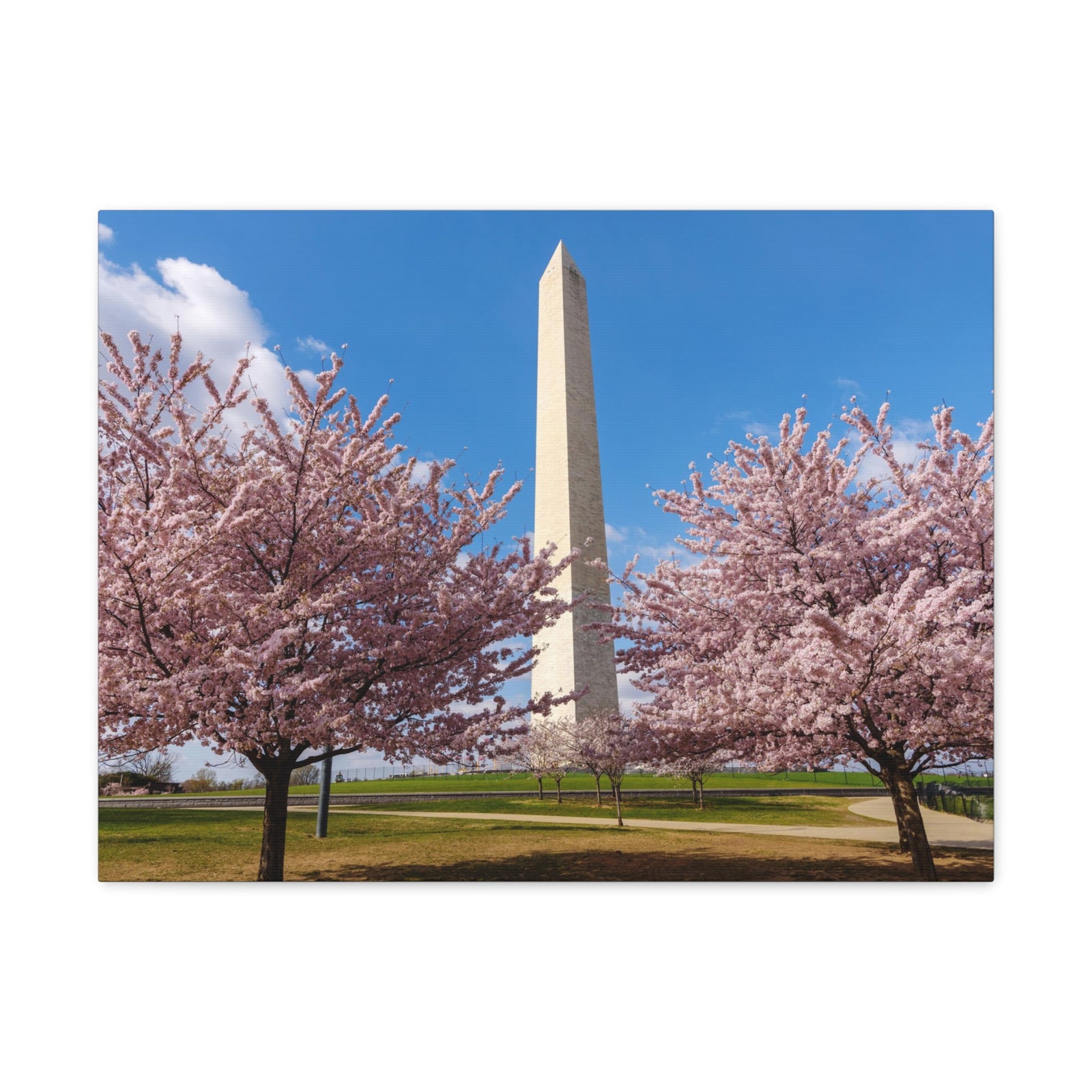 Mall Washington Blossom Festival Nature Wilderness Photography Canvas Wall Art for Home Decor Ready-to-Hang-Express Your Love Gifts