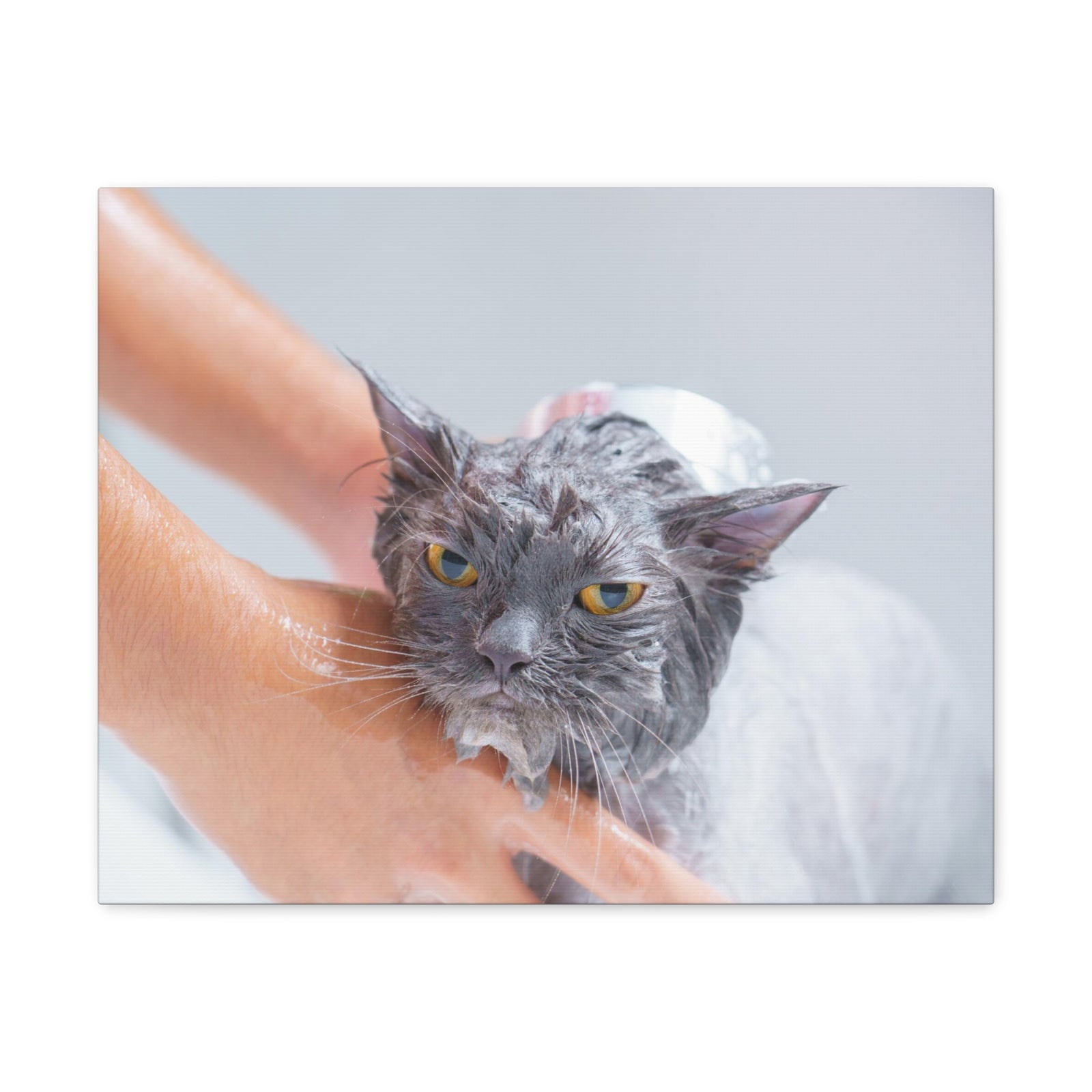 Cute Persian Cat Bath Canvas Wall Art for Home Decor Ready-to-Hang-Express Your Love Gifts