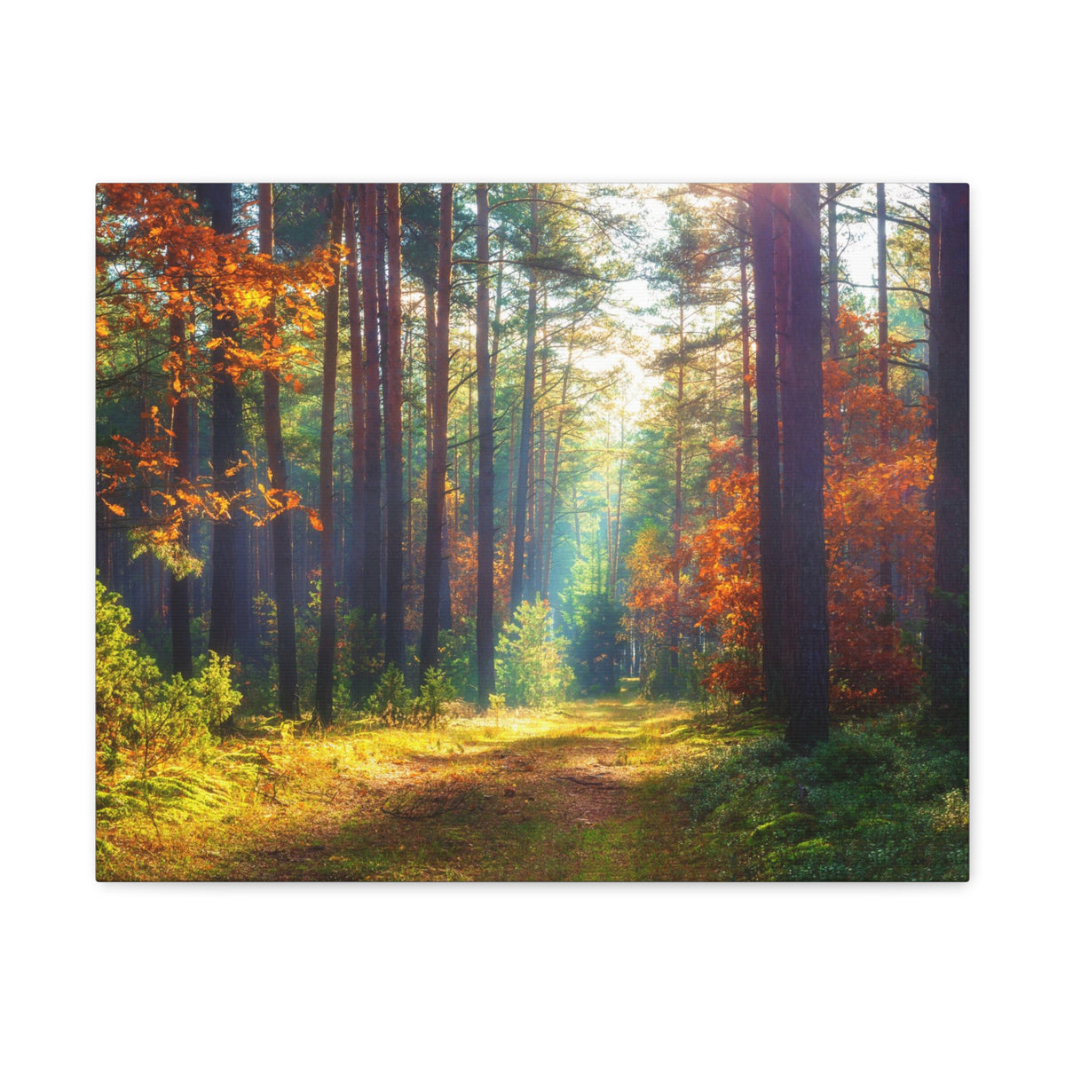 Autumn Forest Sunlight Shine Orange Tree Nature Wilderness Photography Canvas Wall Art for Home Decor Ready-to-Hang-Express Your Love Gifts