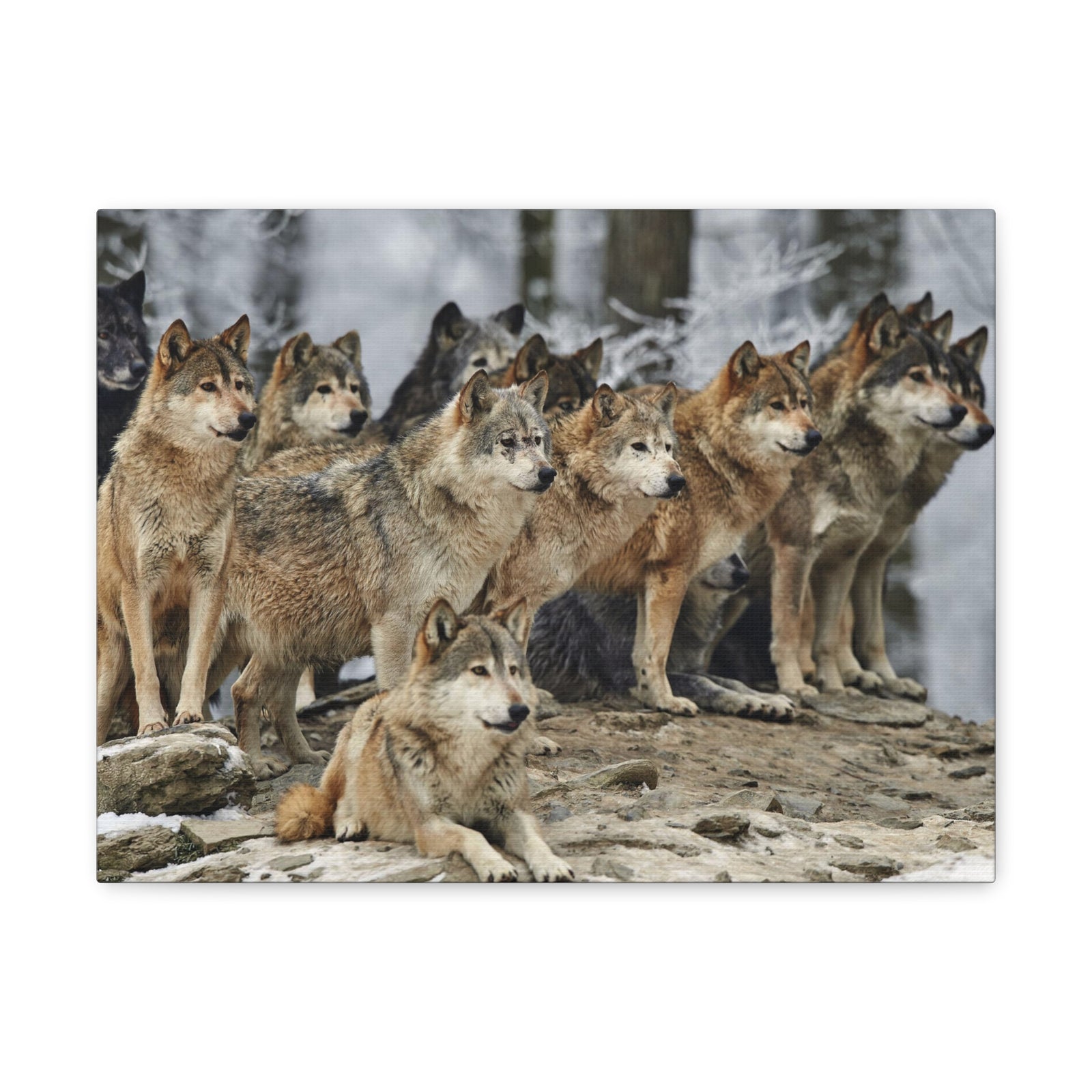 Wolf Pack Ready To Hang Stretched Canvas Wall Art-Express Your Love Gifts