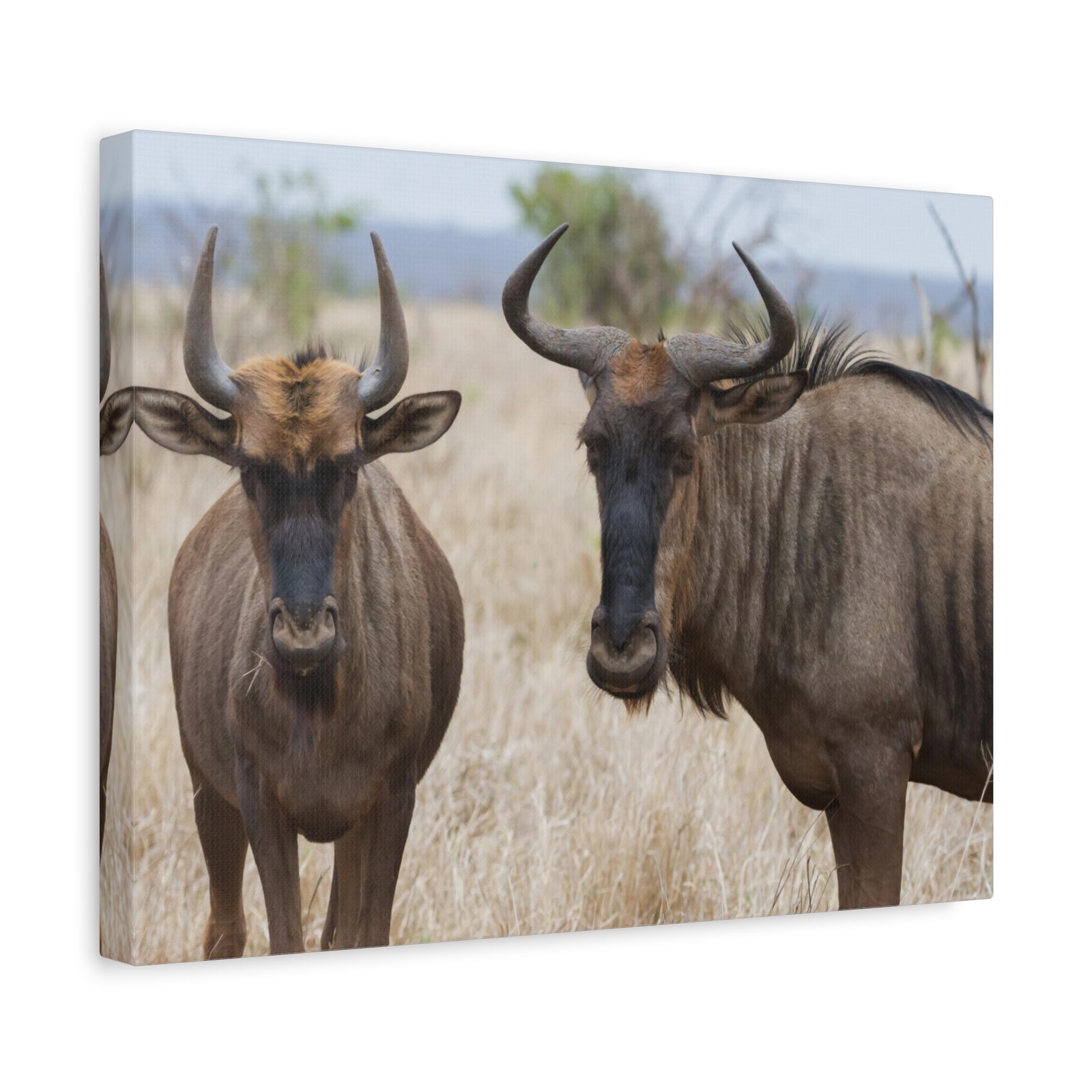 Funny Wildebeest Silly Wildebeest Scene Couple Wall Art Ready to Hang-Express Your Love Gifts