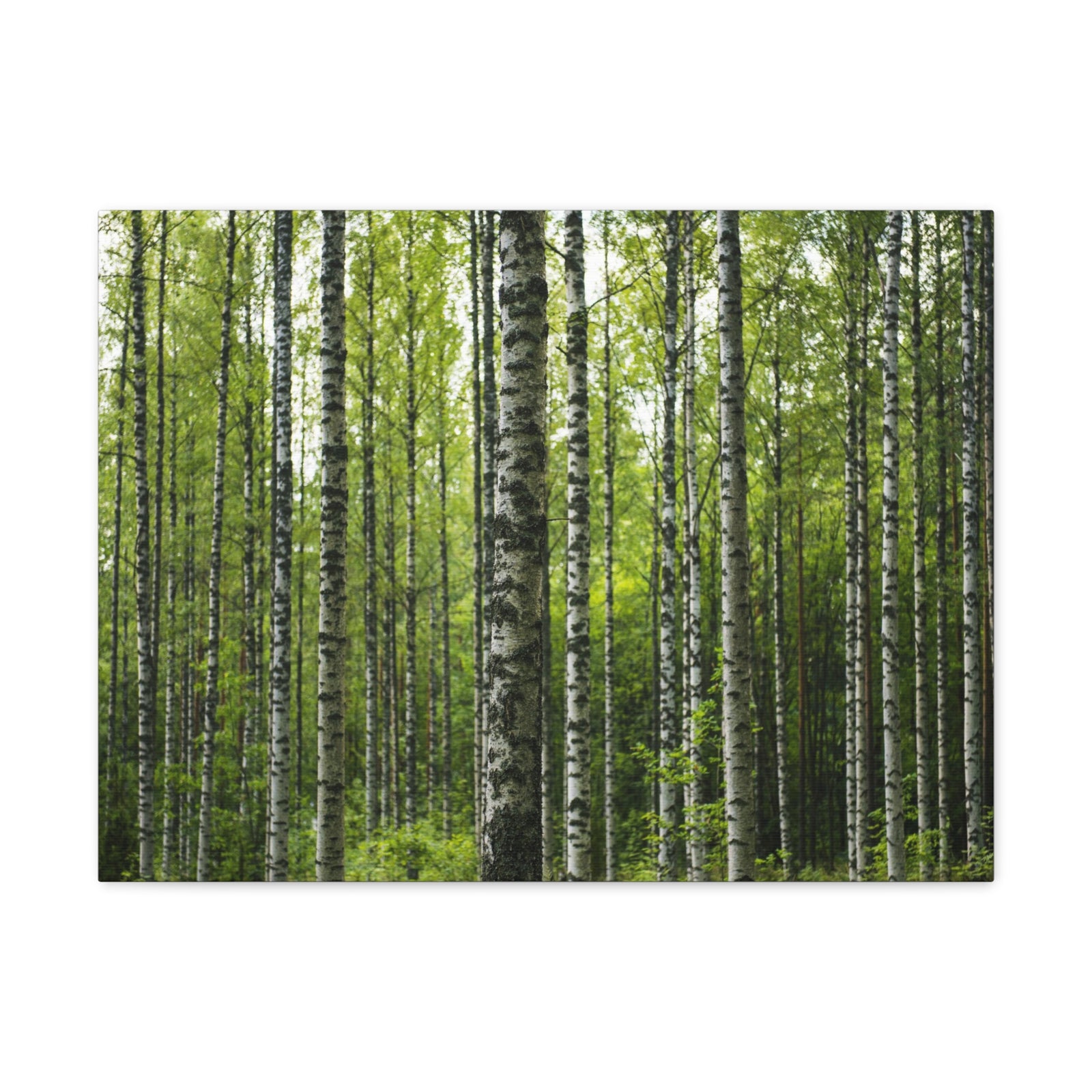 White Birch Trees in Green Forest Nature Wilderness Photography Canvas Wall Art for Home Decor Ready-to-Hang-Express Your Love Gifts