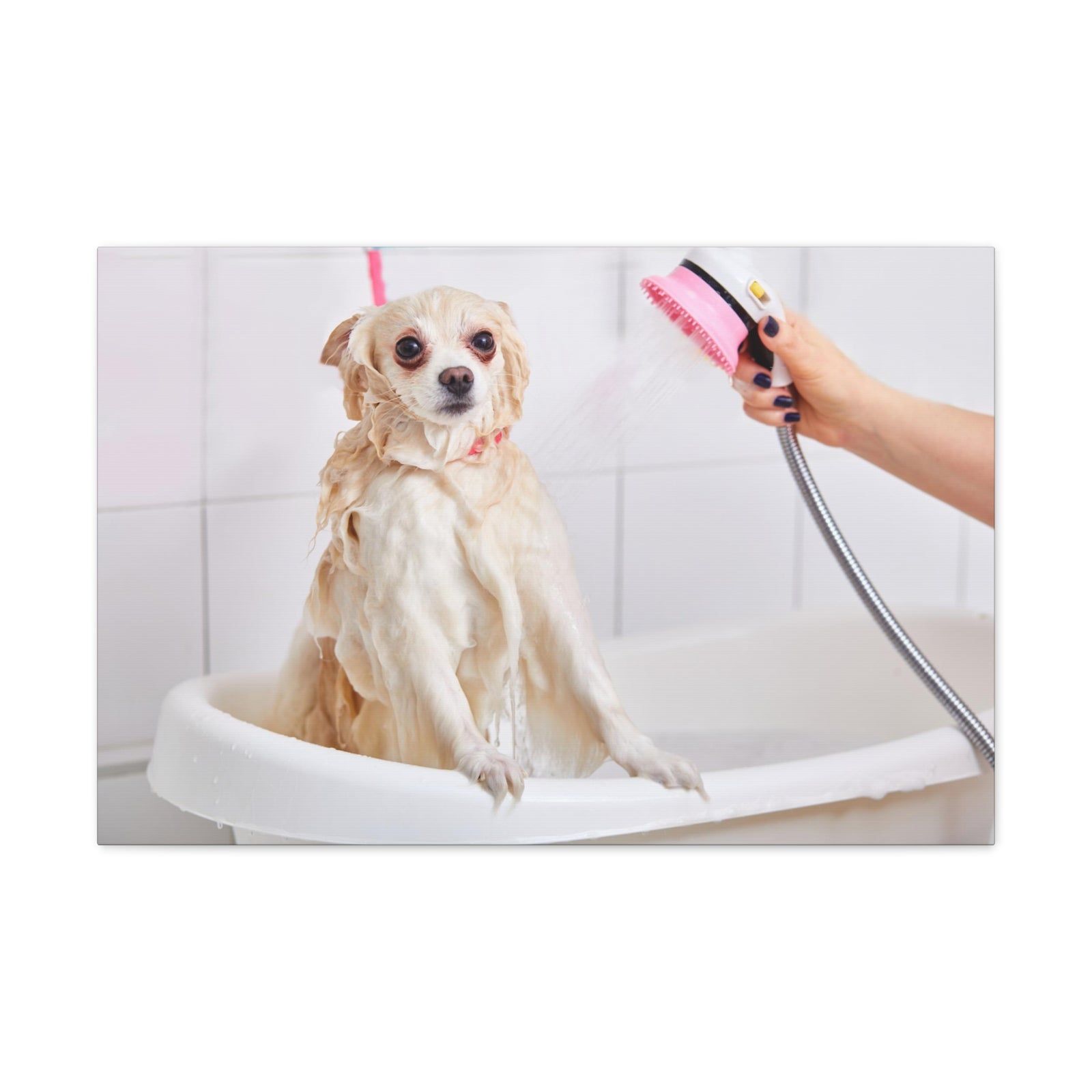 Cute Maltese Bath Canvas Wall Art for Home Decor Ready-to-Hang-Express Your Love Gifts