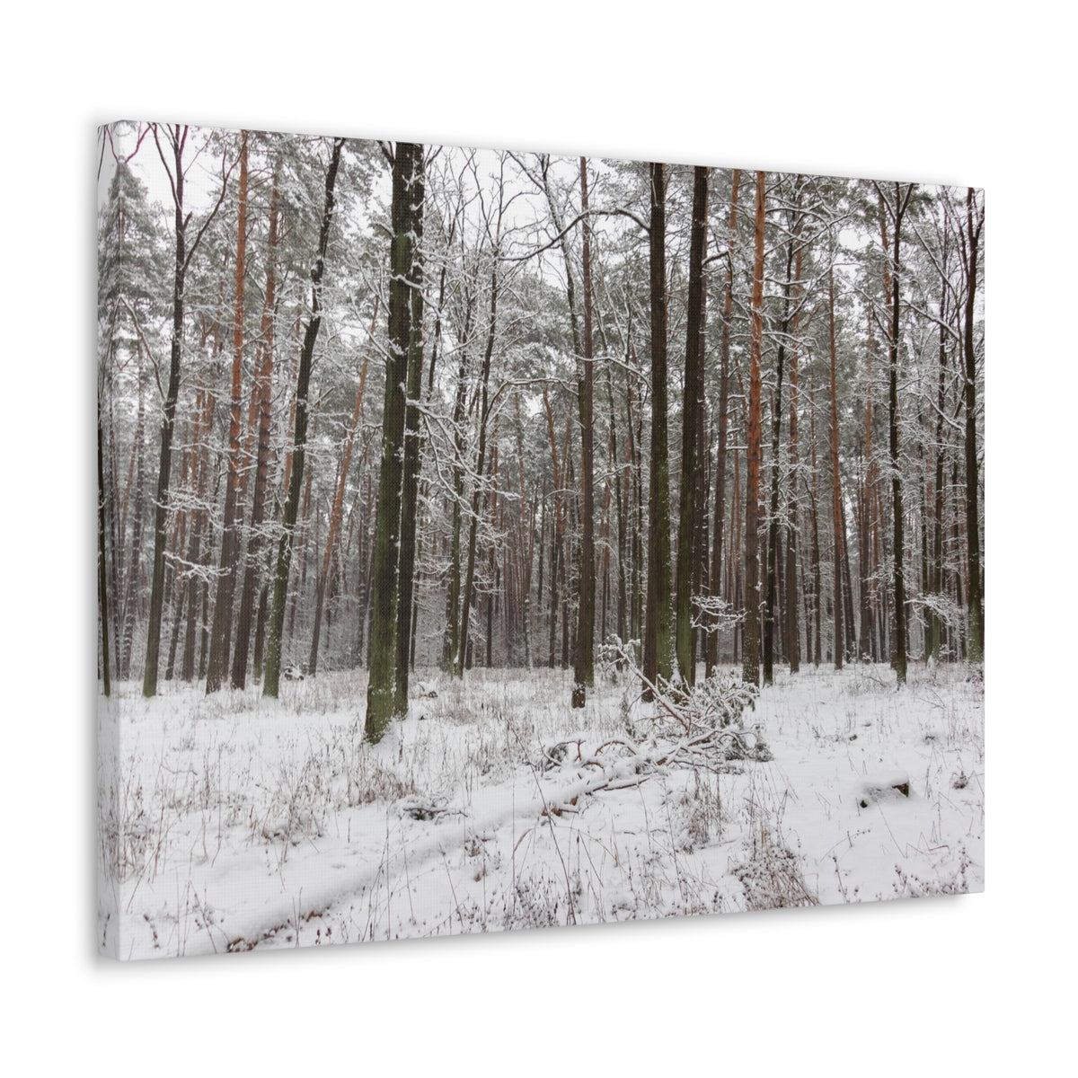 Winter Tree Covered In Snow Forest Nature Wilderness Photography Canvas Wall Art for Home Decor Ready-to-Hang-Express Your Love Gifts