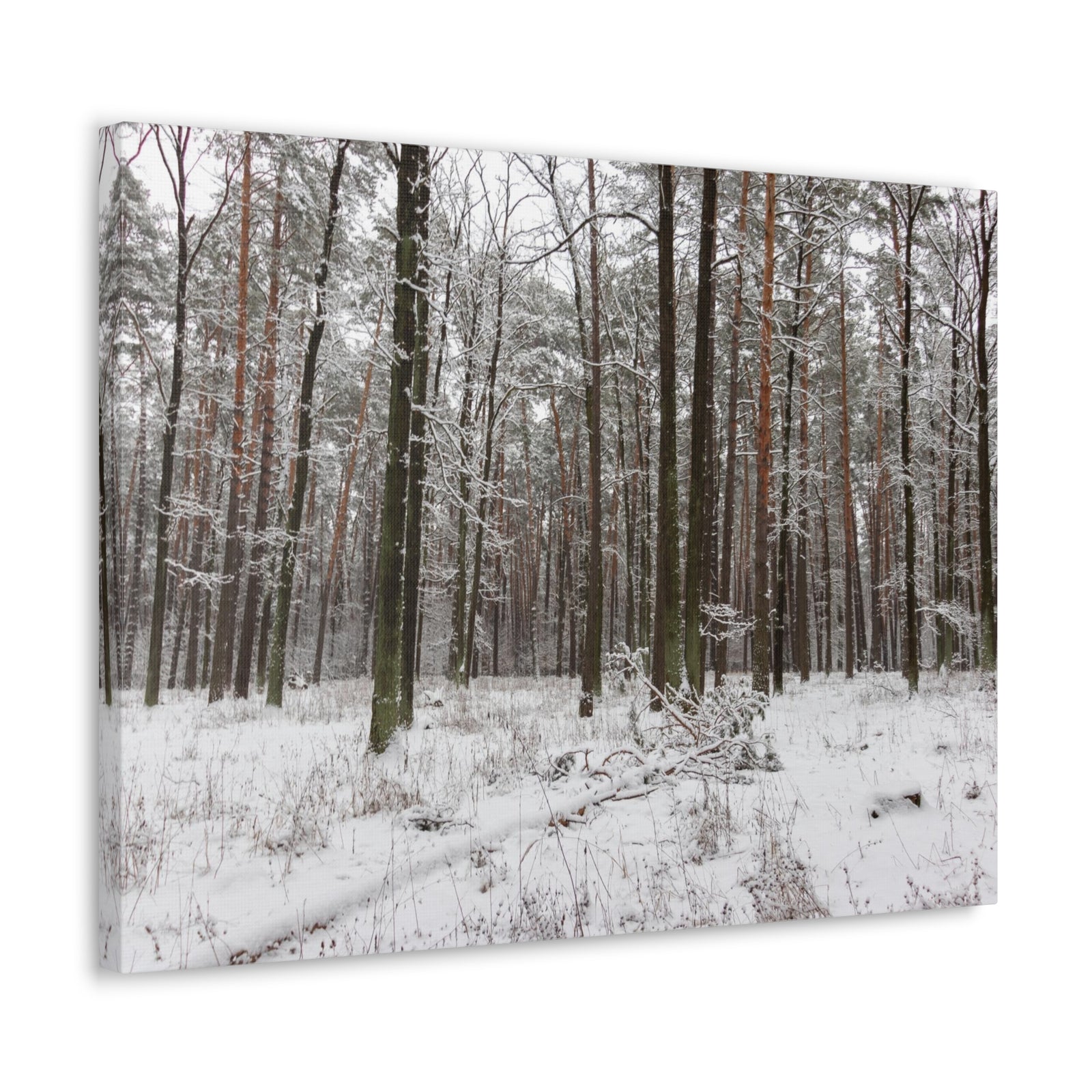 Winter Tree Covered In Snow Forest Nature Wilderness Photography Canvas Wall Art for Home Decor Ready-to-Hang-Express Your Love Gifts