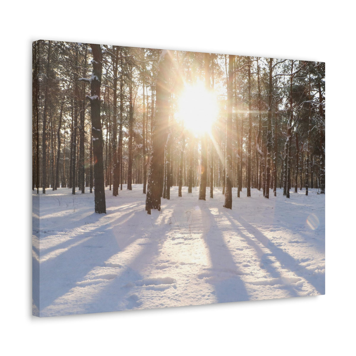 Tree Forest Covered In Snow Nature Wilderness Photography Canvas Wall Art for Home Decor Ready-to-Hang-Express Your Love Gifts