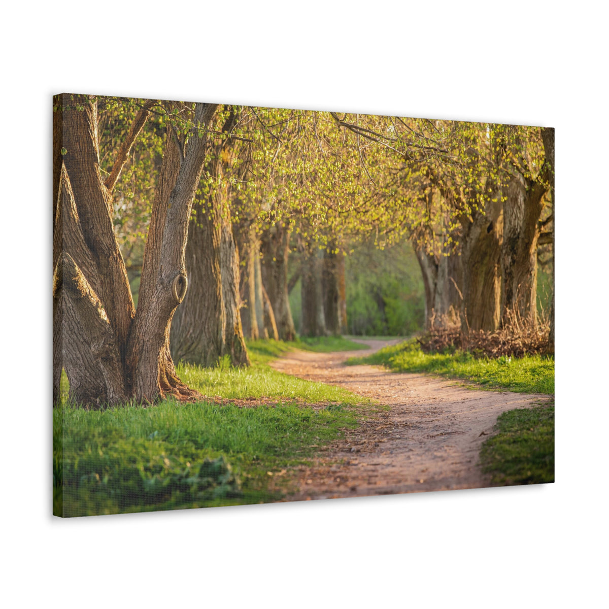 Tree Green Path Forest Nature Wilderness Photography Canvas Wall Art for Home Decor Ready-to-Hang-Express Your Love Gifts