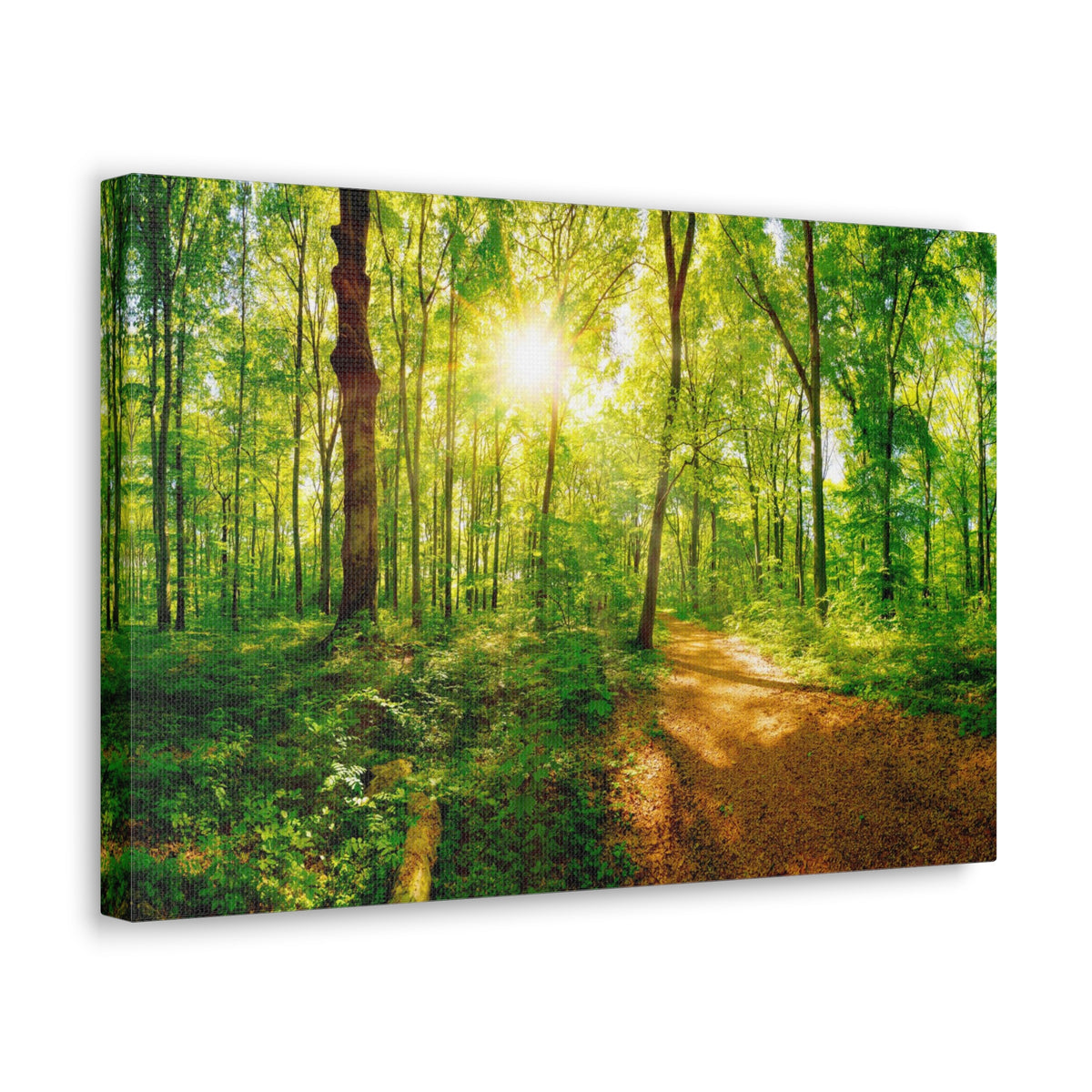 Green Forest Sunlight Nature Wilderness Photography Canvas Wall Art for Home Decor Ready-to-Hang-Express Your Love Gifts