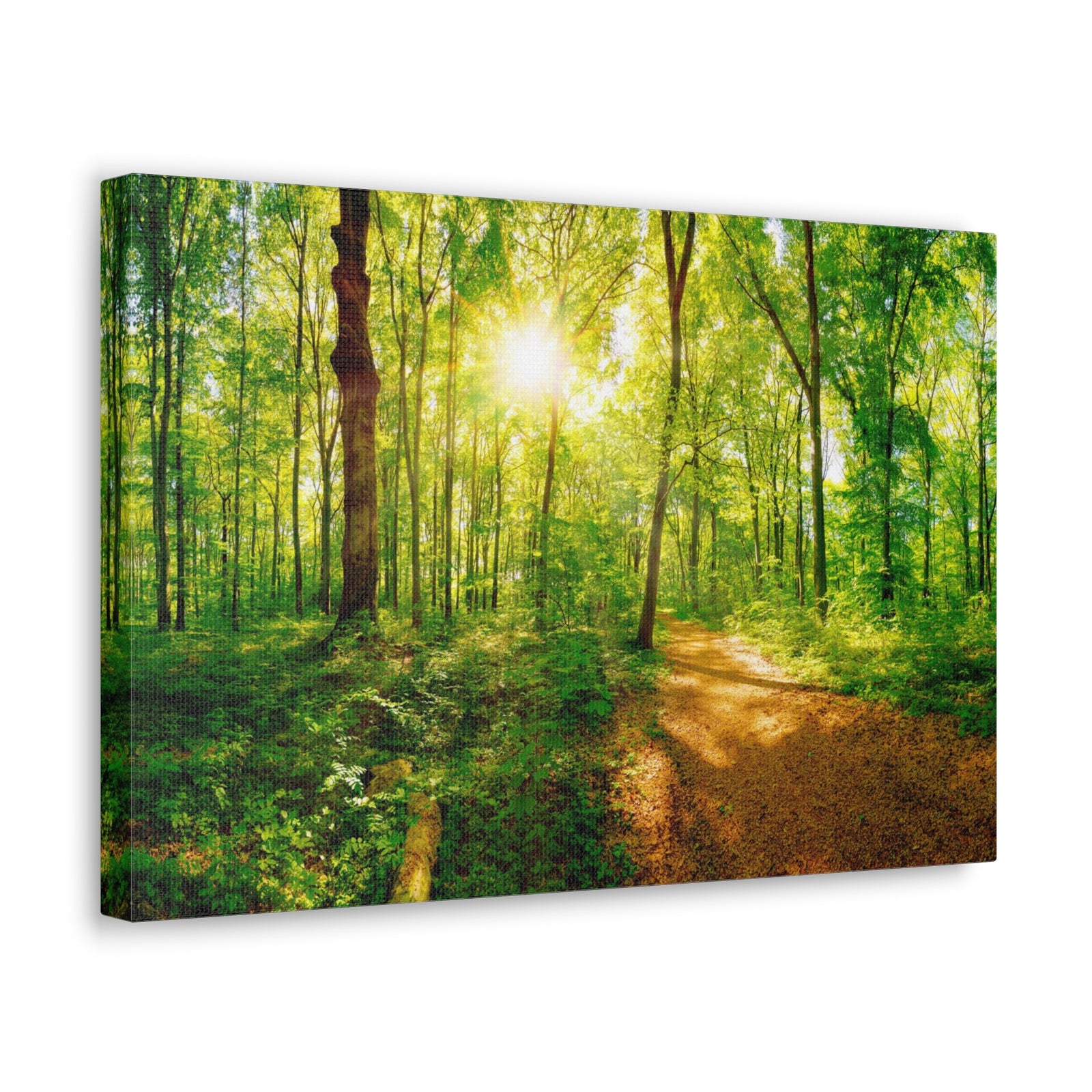 Green Forest Sunlight Nature Wilderness Photography Canvas Wall Art for Home Decor Ready-to-Hang-Express Your Love Gifts