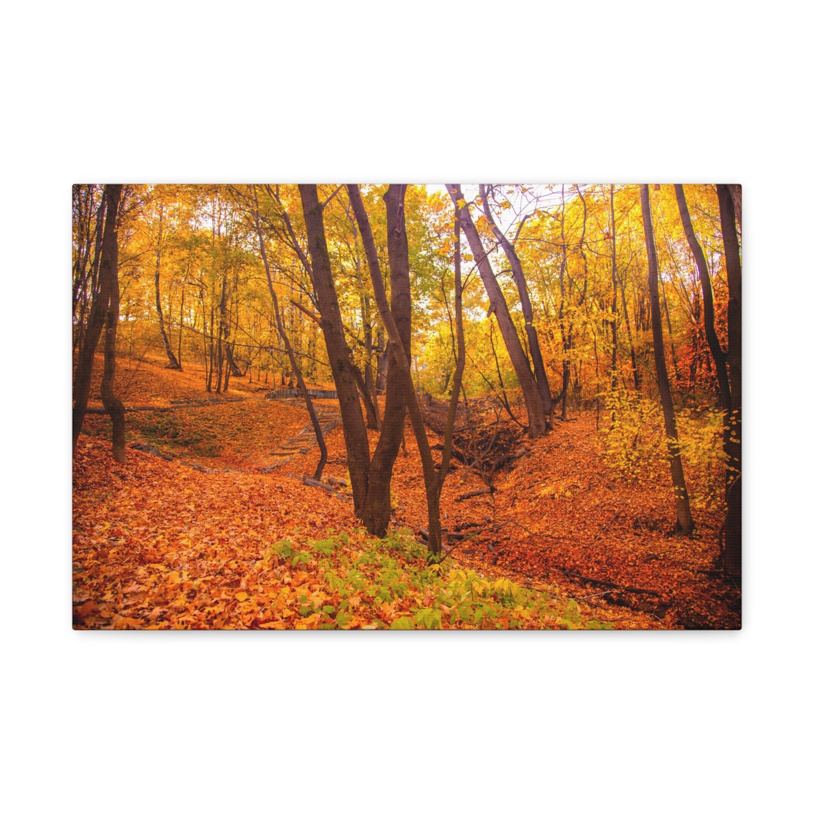 Fall Orange Tree Forest Nature Wilderness Photography Canvas Wall Art for Home Decor Ready-to-Hang-Express Your Love Gifts