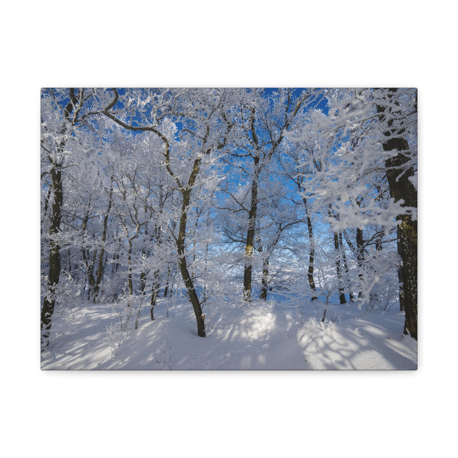 Winter Trees In The Countryside Bright Sun Backlight Canvas Wall Art for Home Decor Ready-to-Hang-Express Your Love Gifts