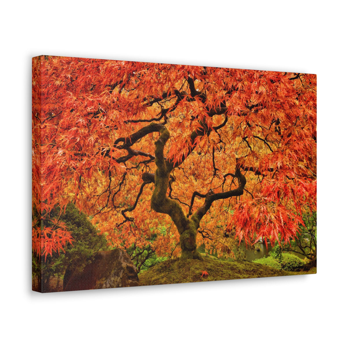 Japanese Maple Tree In Autumn Canvas Wall Art for Home Decor Ready-to-Hang-Express Your Love Gifts