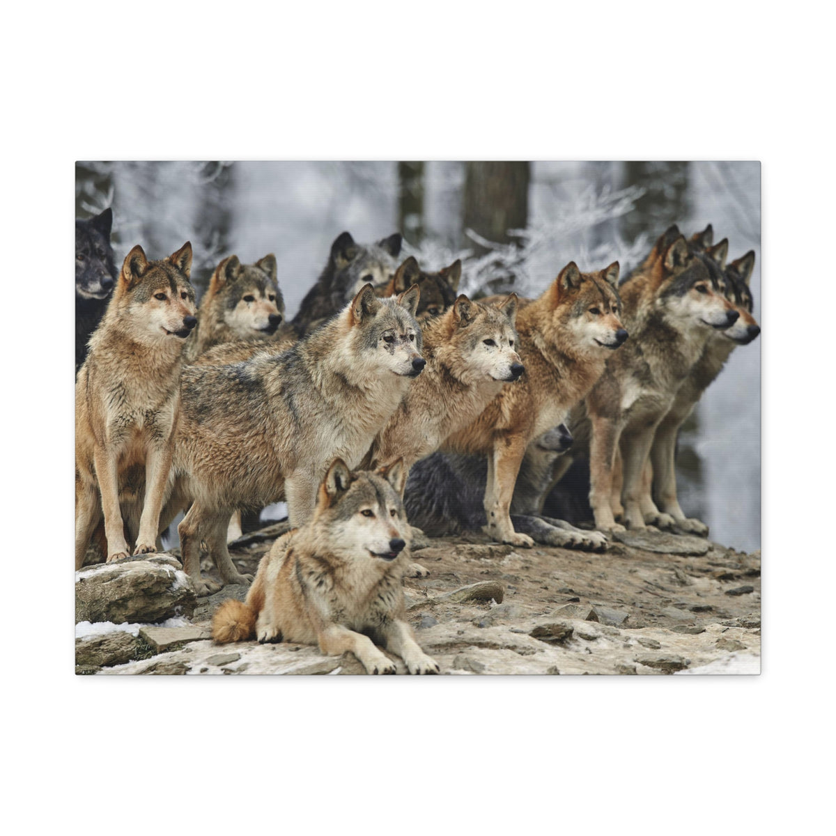 Wolf Pack Ready To Hang Stretched Canvas Wall Art-Express Your Love Gifts