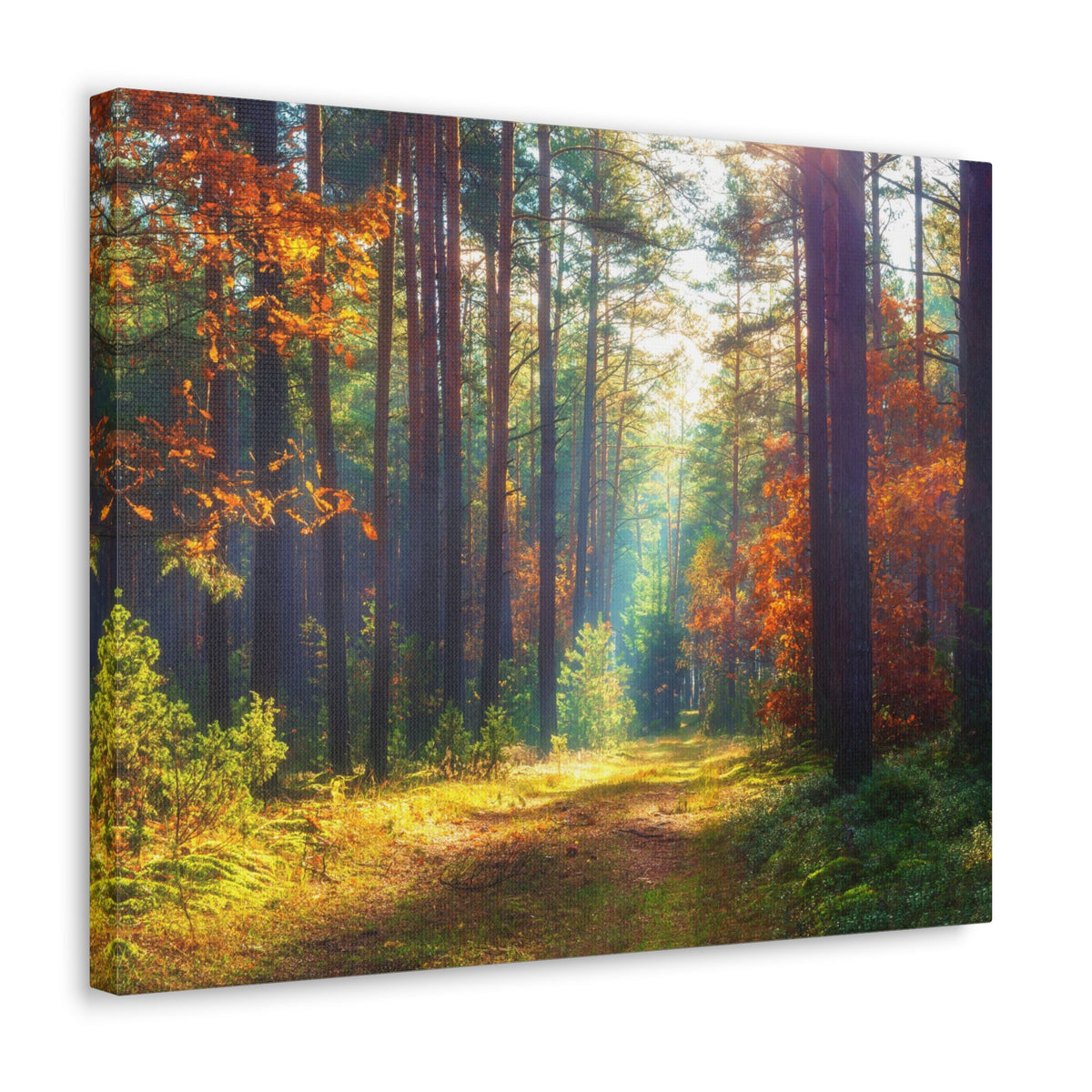 Autumn Forest Sunlight Shine Orange Tree Nature Wilderness Photography Canvas Wall Art for Home Decor Ready-to-Hang-Express Your Love Gifts