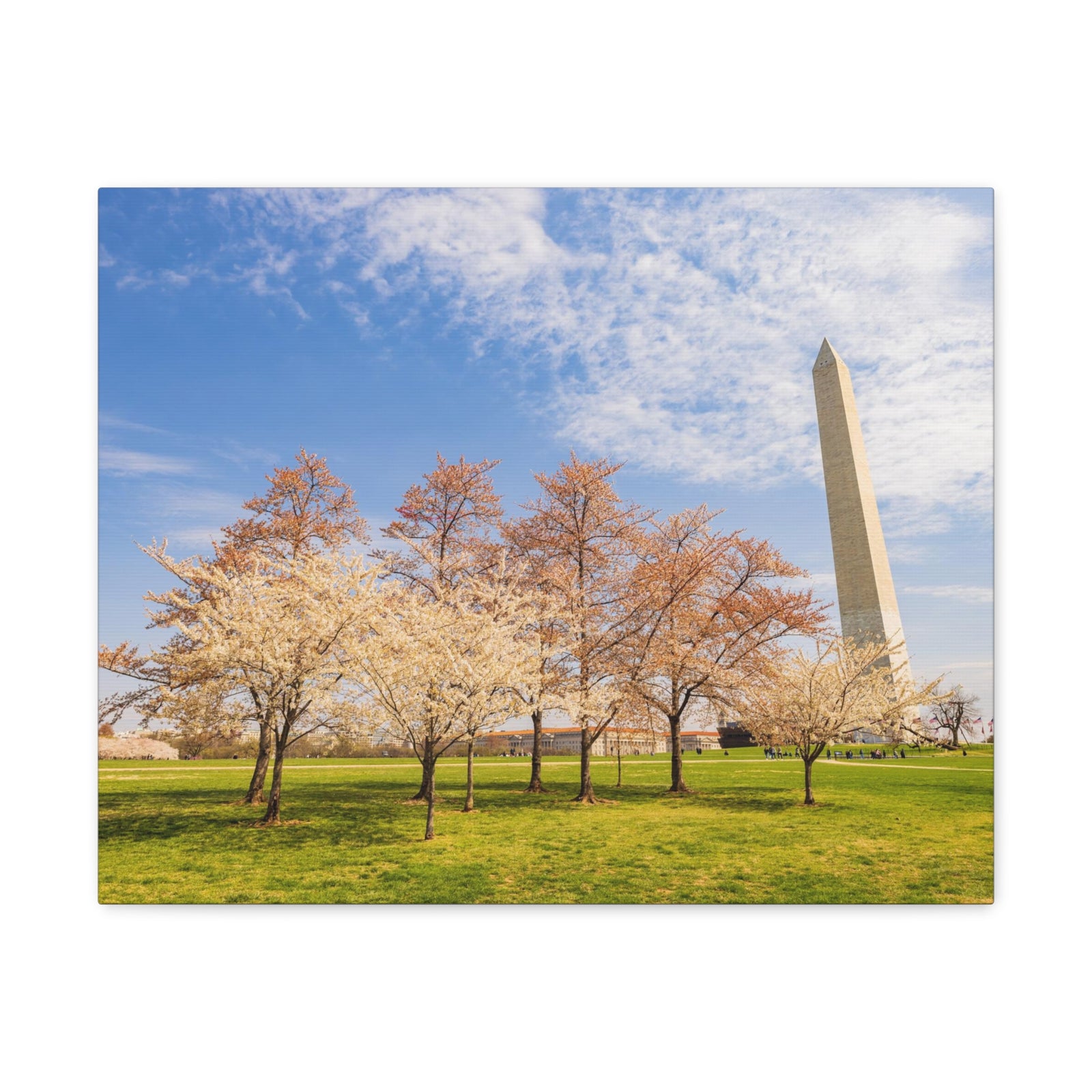Pink Tree Cherry Blossom Festival at The National Mall Washington Modern Multicolor Scenic Nature Photography Canvas Home Office Decor Ready to Hang-Express Your Love Gifts