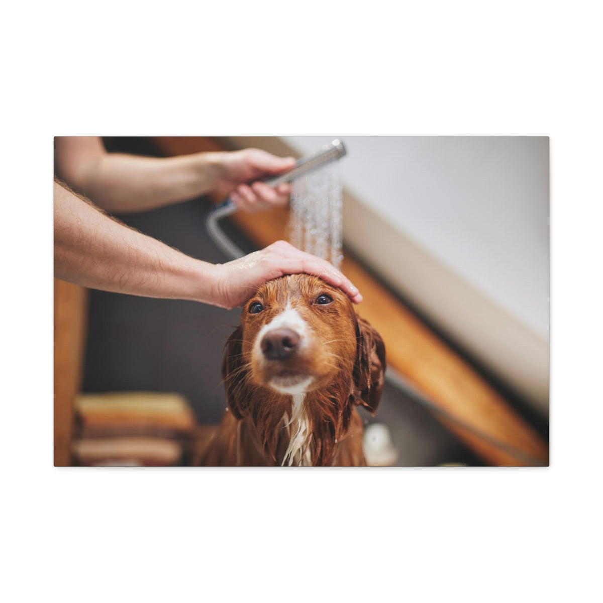 Cute Tolling Retriever Bath Canvas Wall Art for Home Decor Ready-to-Hang-Express Your Love Gifts