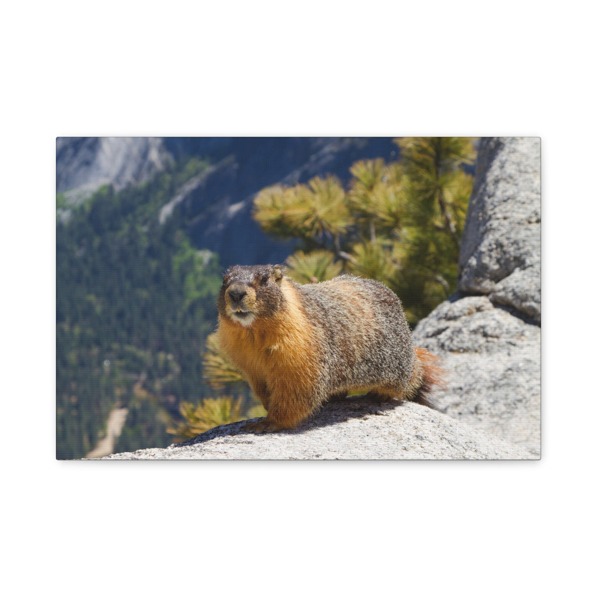 Majestic Yellow Bellied Marmot Art Majestic Yellow Bellied Marmot Print Animal Wall Art Wildlife Canvas Prints Wall Art Ready to Hang-Express Your Love Gifts