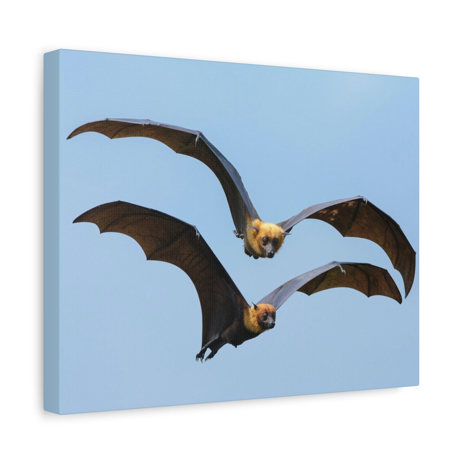 Vampire Bat Couple Vampire Bat Couple Print Animal Wall Art Wildlife Canvas Prints Wall Art Ready to Hang-Express Your Love Gifts