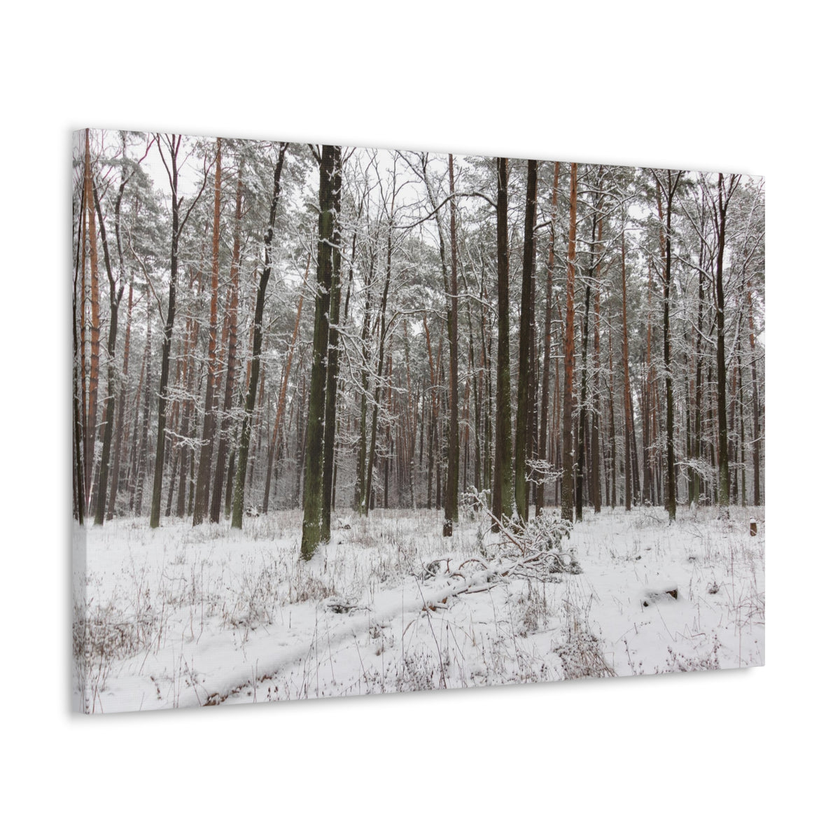 Winter Tree Covered In Snow Forest Nature Wilderness Photography Canvas Wall Art for Home Decor Ready-to-Hang-Express Your Love Gifts