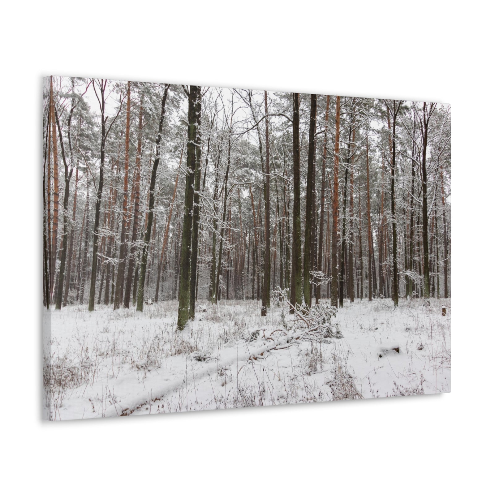 Winter Tree Covered In Snow Forest Nature Wilderness Photography Canvas Wall Art for Home Decor Ready-to-Hang-Express Your Love Gifts