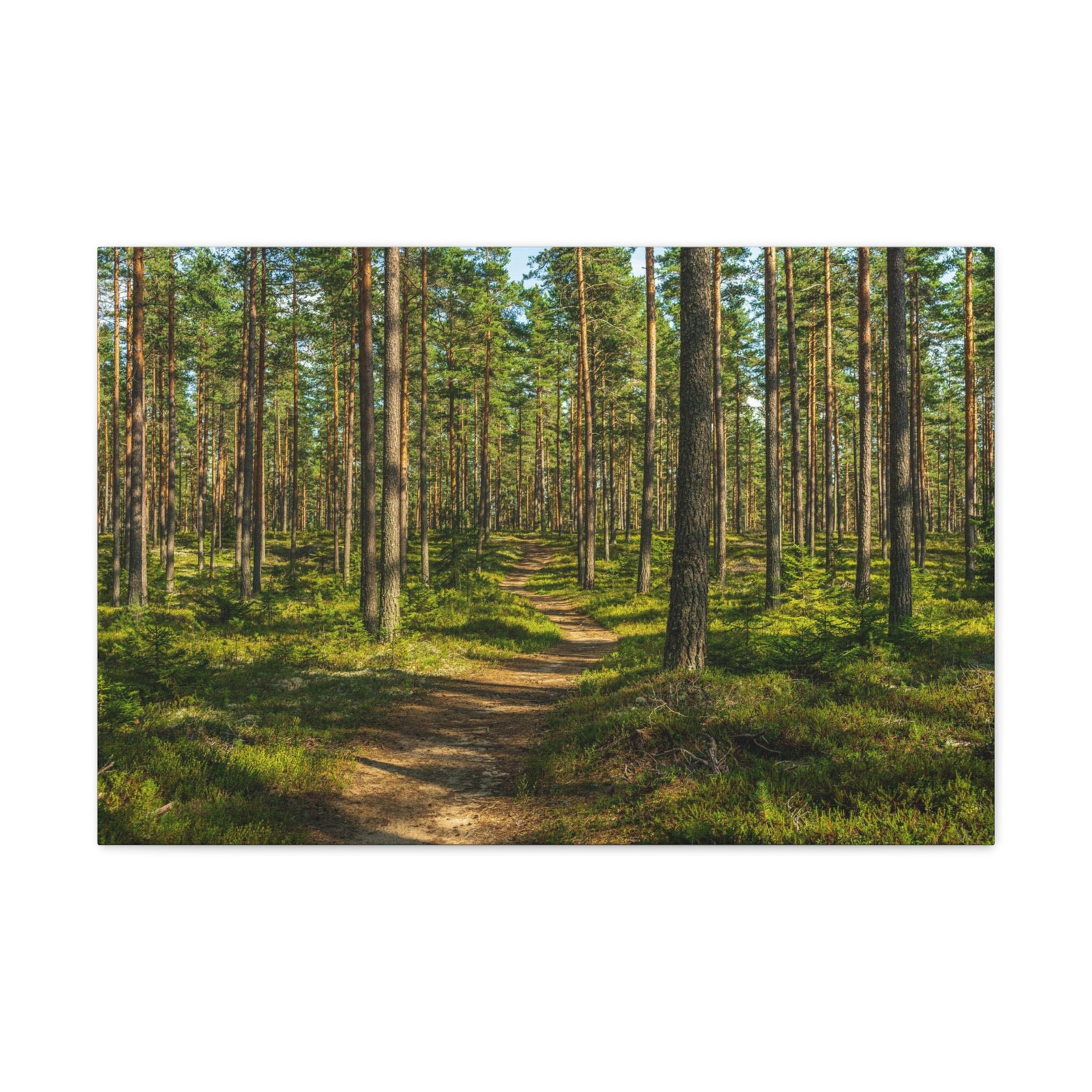 Green Forest Tree Path Nature Wilderness Photography Canvas Wall Art for Home Decor Ready-to-Hang-Express Your Love Gifts