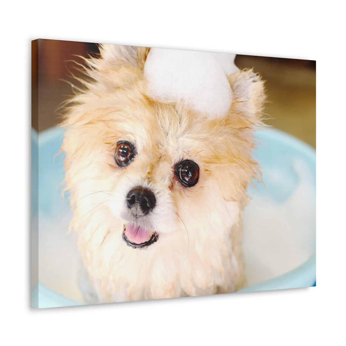 Cute Pomeranian Bathee Canvas Wall Art for Home Decor Ready-to-Hang-Express Your Love Gifts