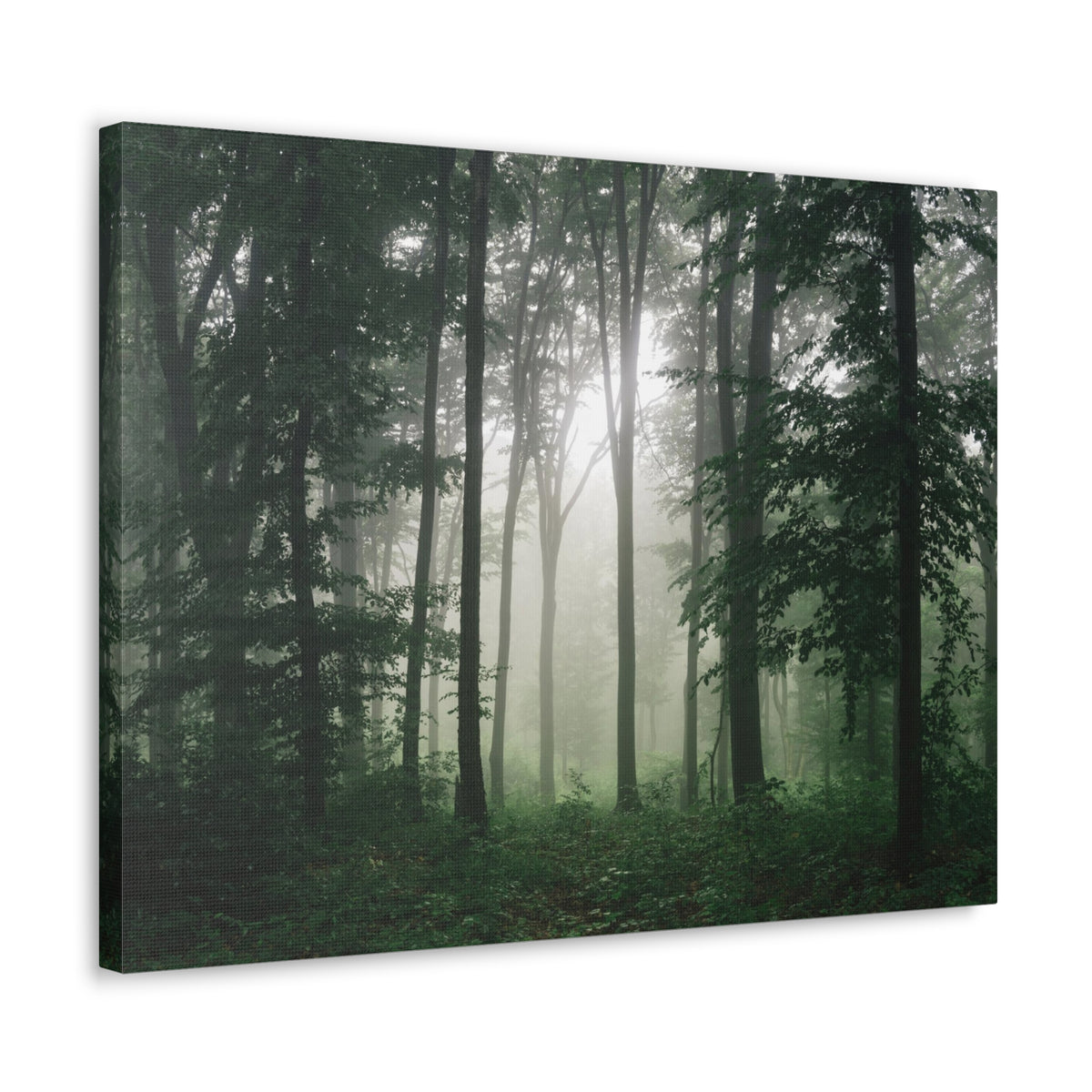 Pine Tree Misty Forest Nature Wilderness Photography Canvas Wall Art for Home Decor Ready-to-Hang-Express Your Love Gifts