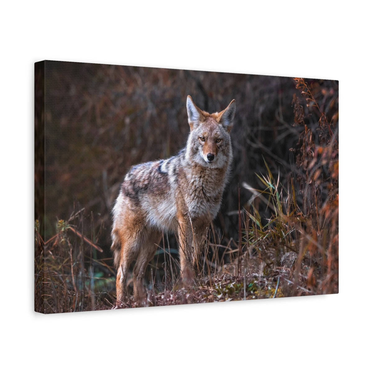 Majestic Coyote Art Majestic Coyote Print Animal Wall Art Wildlife Canvas Prints Wall Art Ready to Hang-Express Your Love Gifts