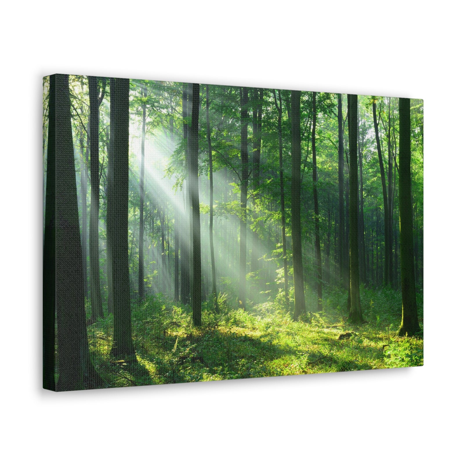 Green Forest Sunlight Nature Wilderness Photography Canvas Wall Art for Home Decor Ready-to-Hang-Express Your Love Gifts