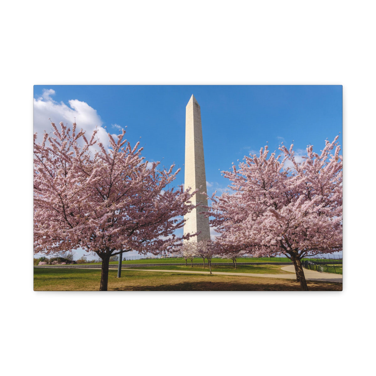 Mall Washington Blossom Festival Nature Wilderness Photography Canvas Wall Art for Home Decor Ready-to-Hang-Express Your Love Gifts