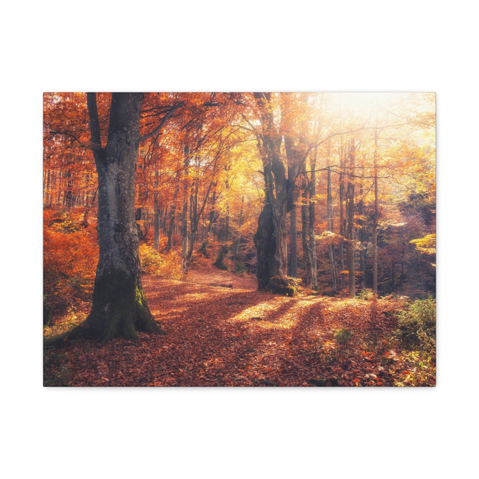 Orange Tree Sunlight Autumn Forest Nature Wilderness Photography Canvas Wall Art for Home Decor Ready-to-Hang-Express Your Love Gifts