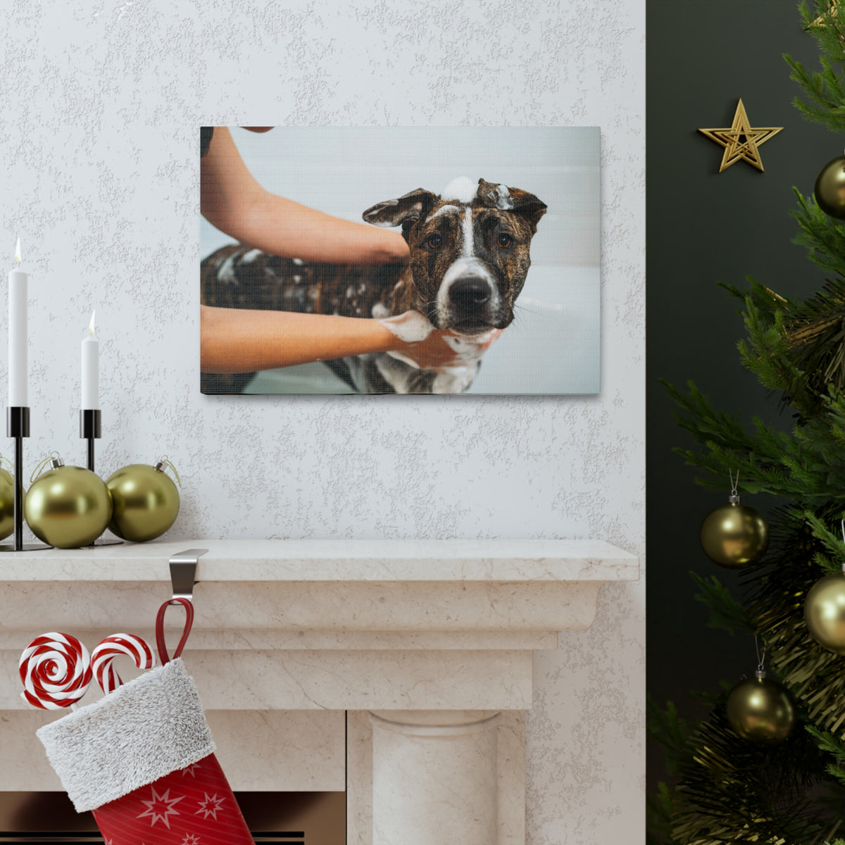 Cute American Staffordshire Terrier Bathee Canvas Wall Art for Home Decor Ready-to-Hang-Express Your Love Gifts