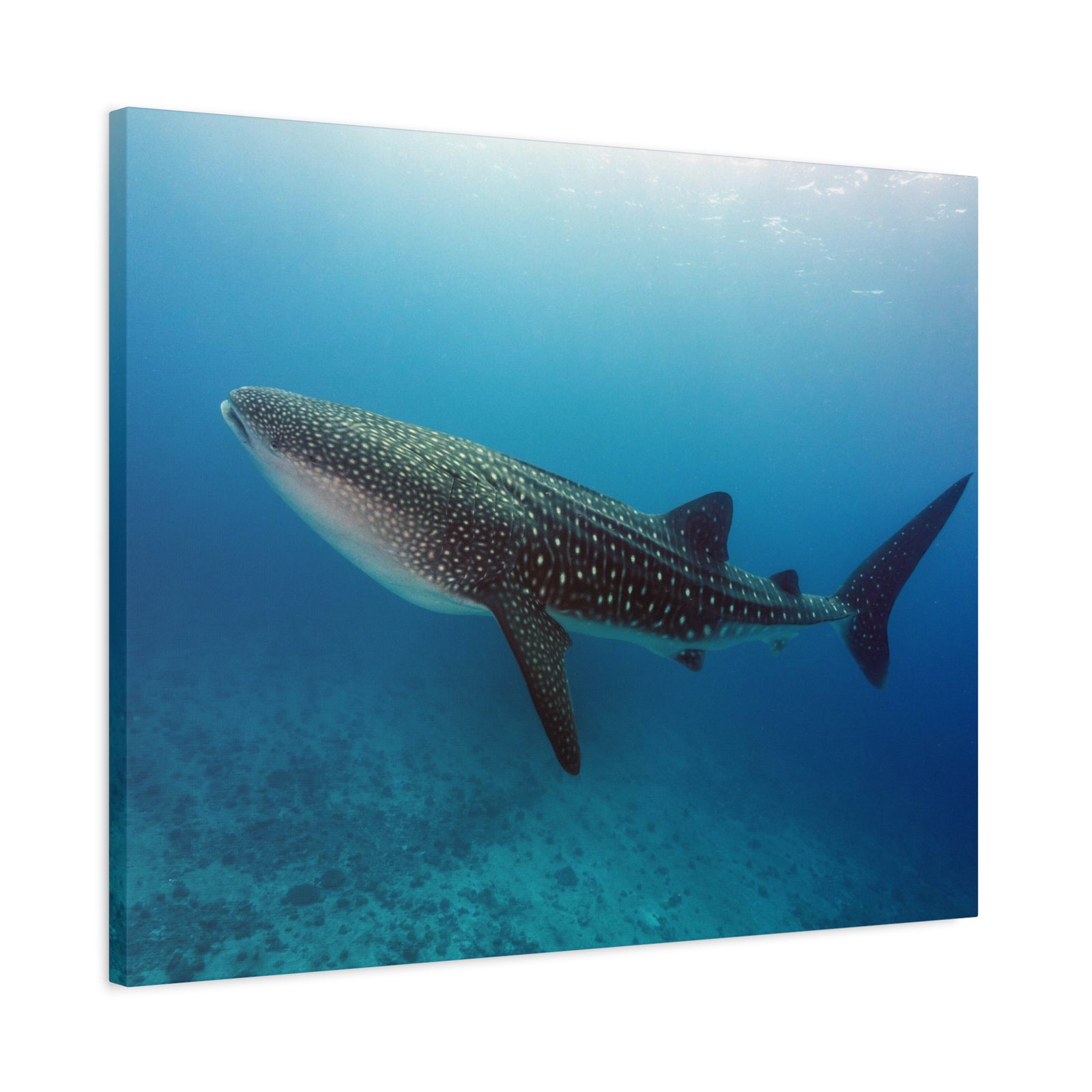 Majestic Whale Shark Art Majestic Whale Shark Print Animal Wall Art Wildlife Canvas Prints Wall Art Ready to Hang-Express Your Love Gifts