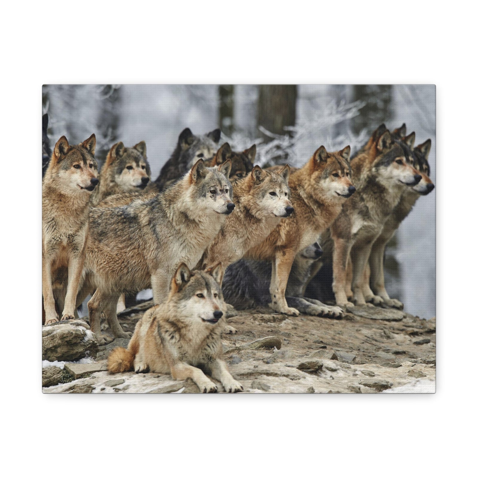 Wolf Pack Ready To Hang Stretched Canvas Wall Art-Express Your Love Gifts